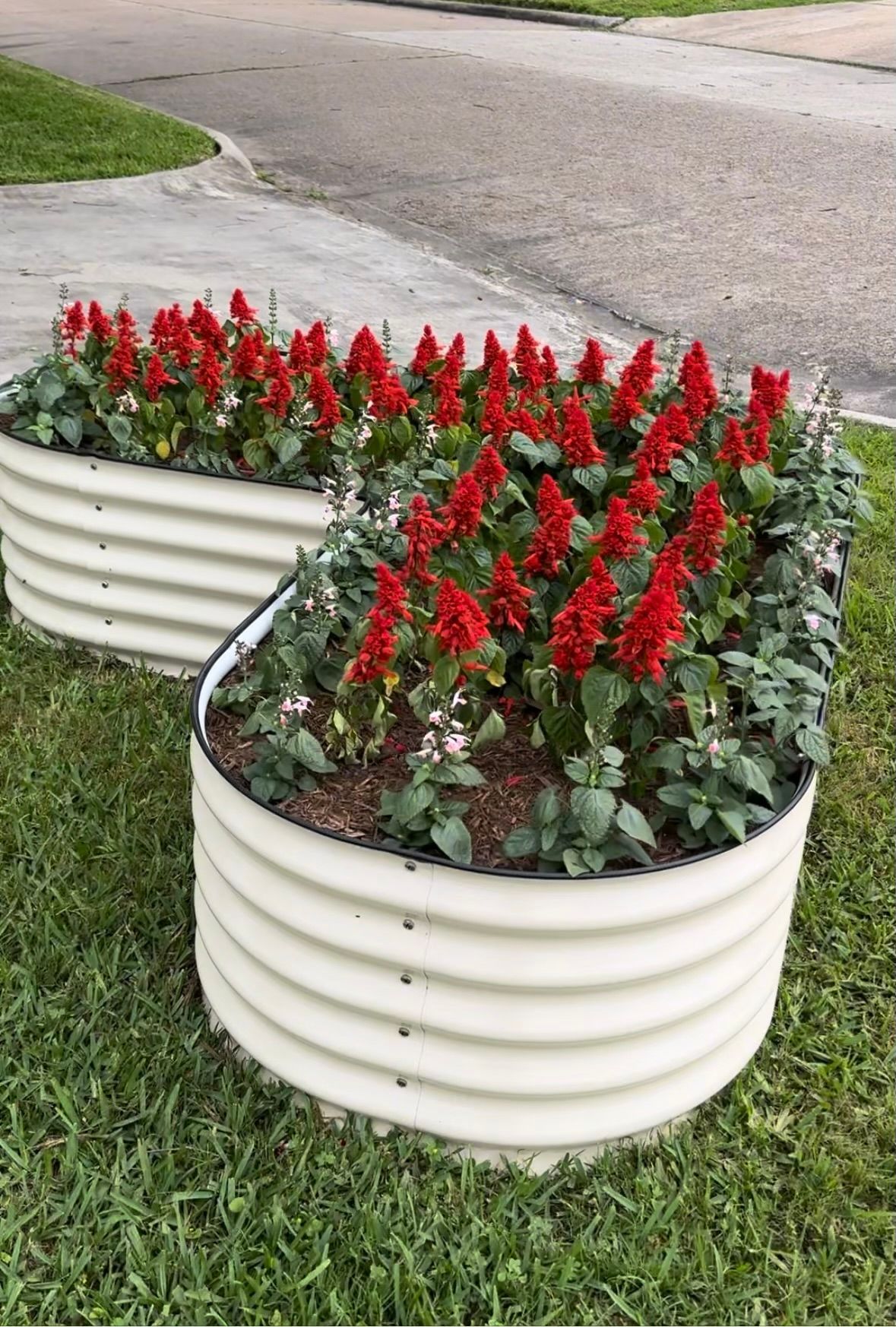 Two beige corrugated metal raised garden beds filled with red flowers and greenery on a green lawn.