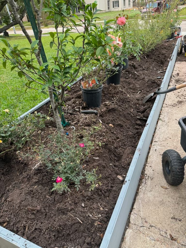 A long, rectangular garden bed with newly planted roses. Person shovels soil near a black wheelbarrow.