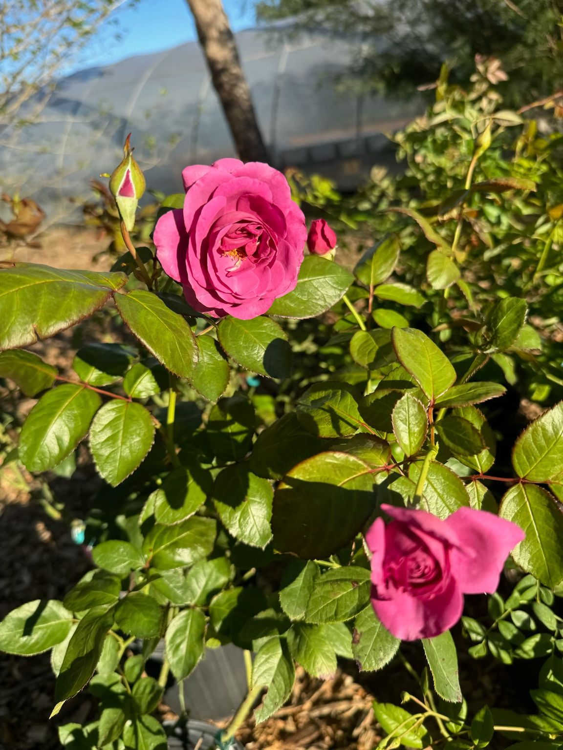 Pink roses blooming on a green bush in a garden setting.