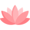 un fiore di loto rosa su sfondo bianco .