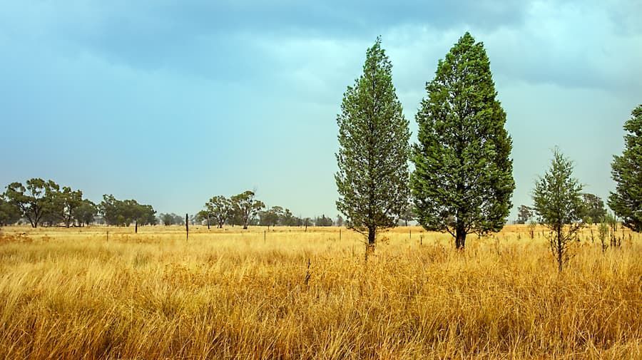 A Field of Tall Grass With Trees in the Foreground — Mainline Plumbing & Civil Pty Ltd In Dubbo, NSW