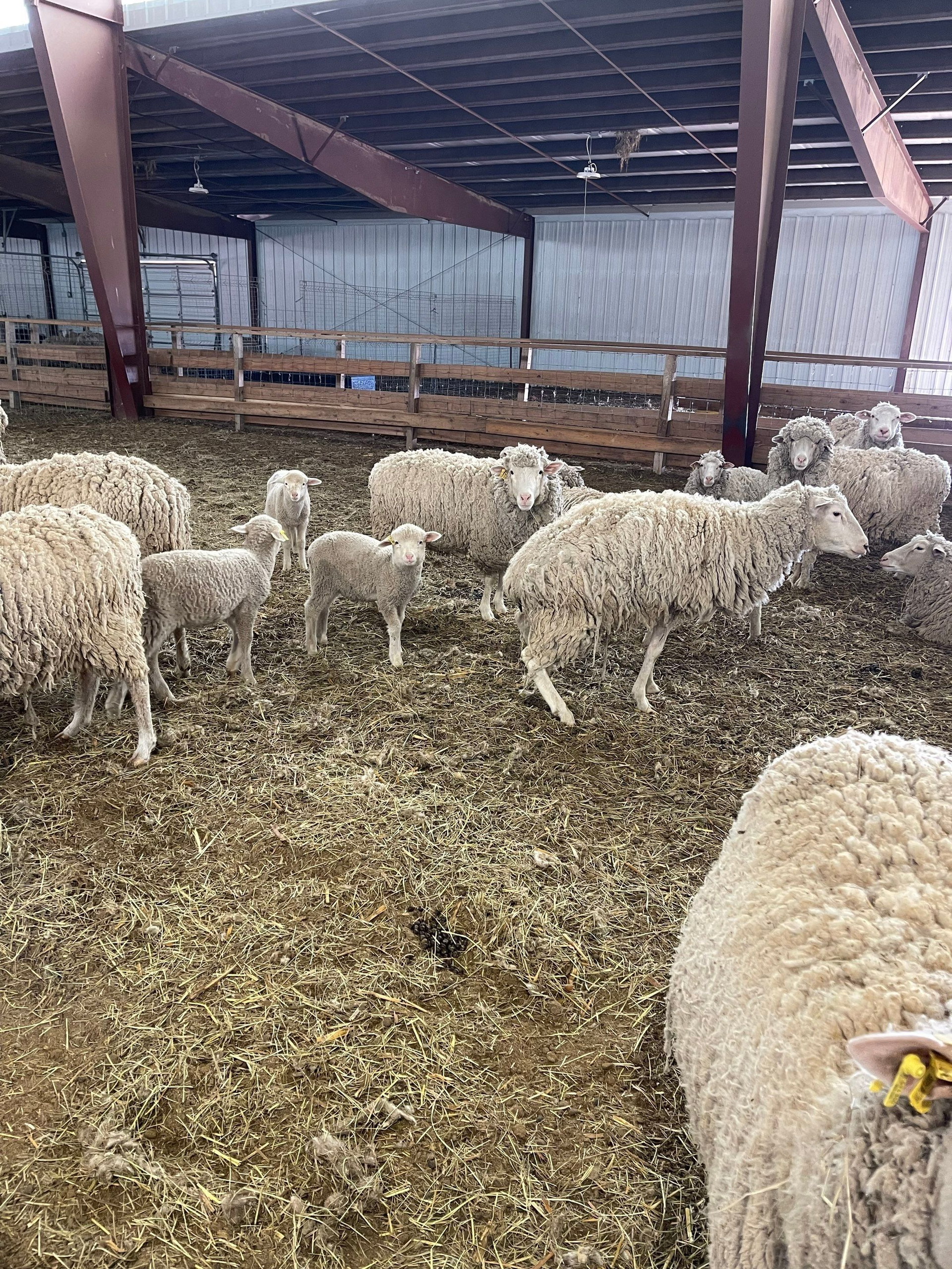Sheep gathered in a covered barn with straw bedding and metal support beams
