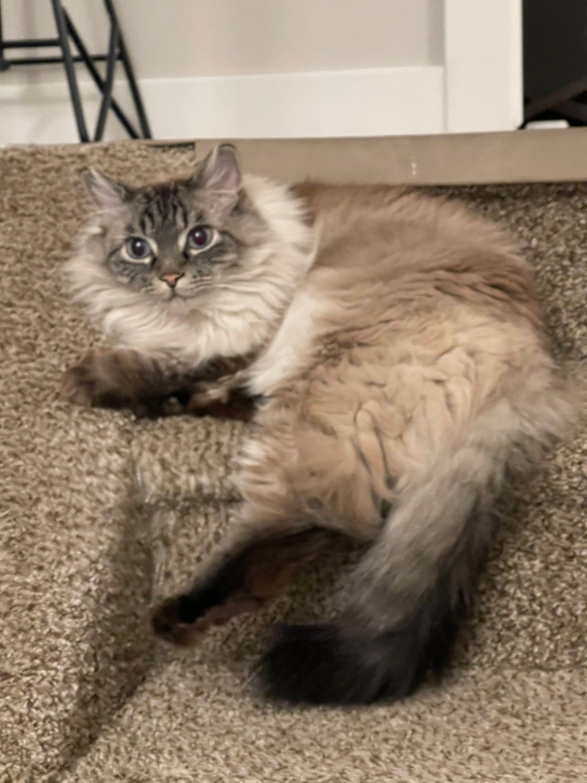 Fluffy cream-and-gray cat lounging on a carpet, looking toward the camera.