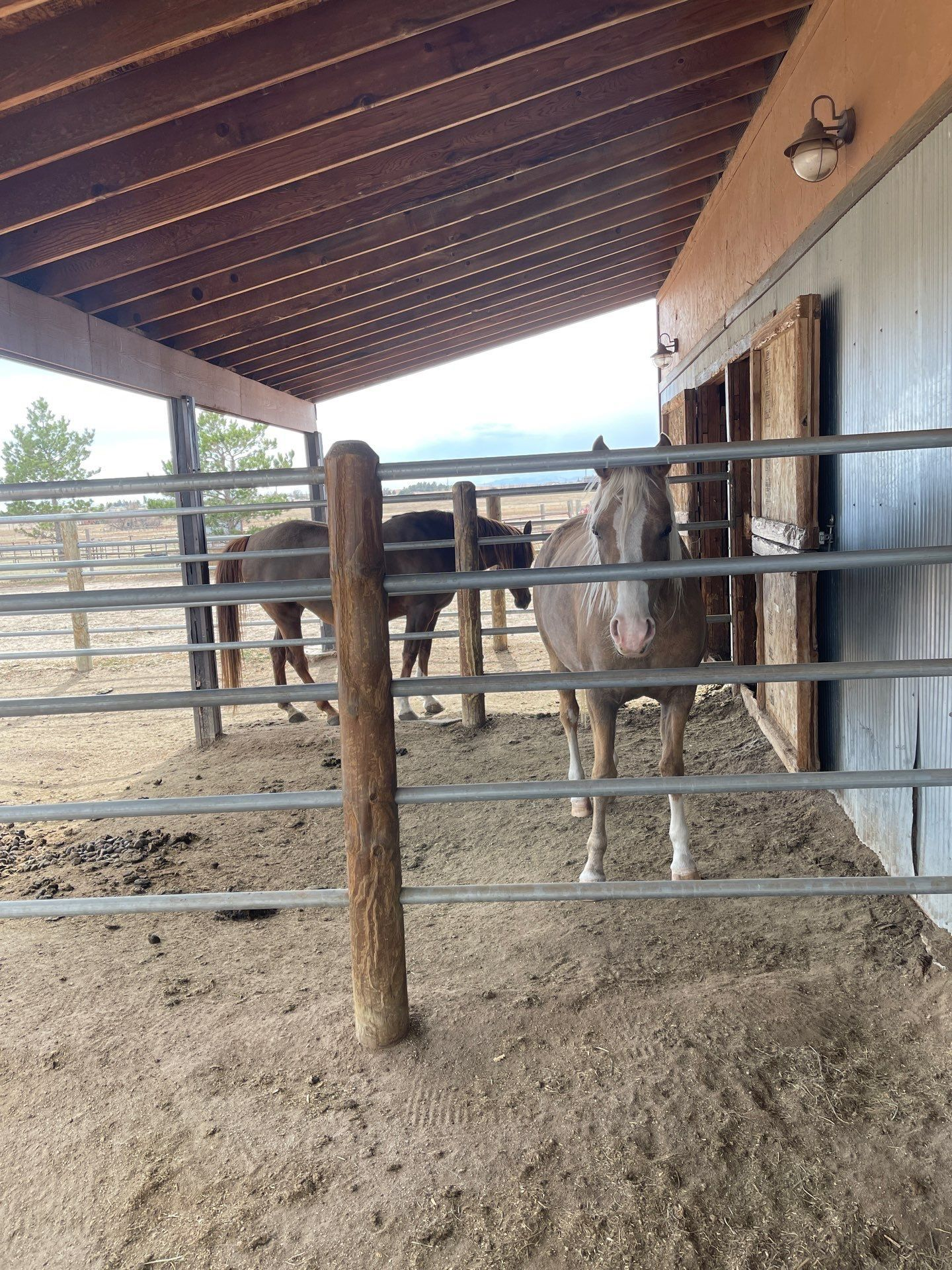 A horse stands in a fenced stable under a slanted roof, facing the camera.