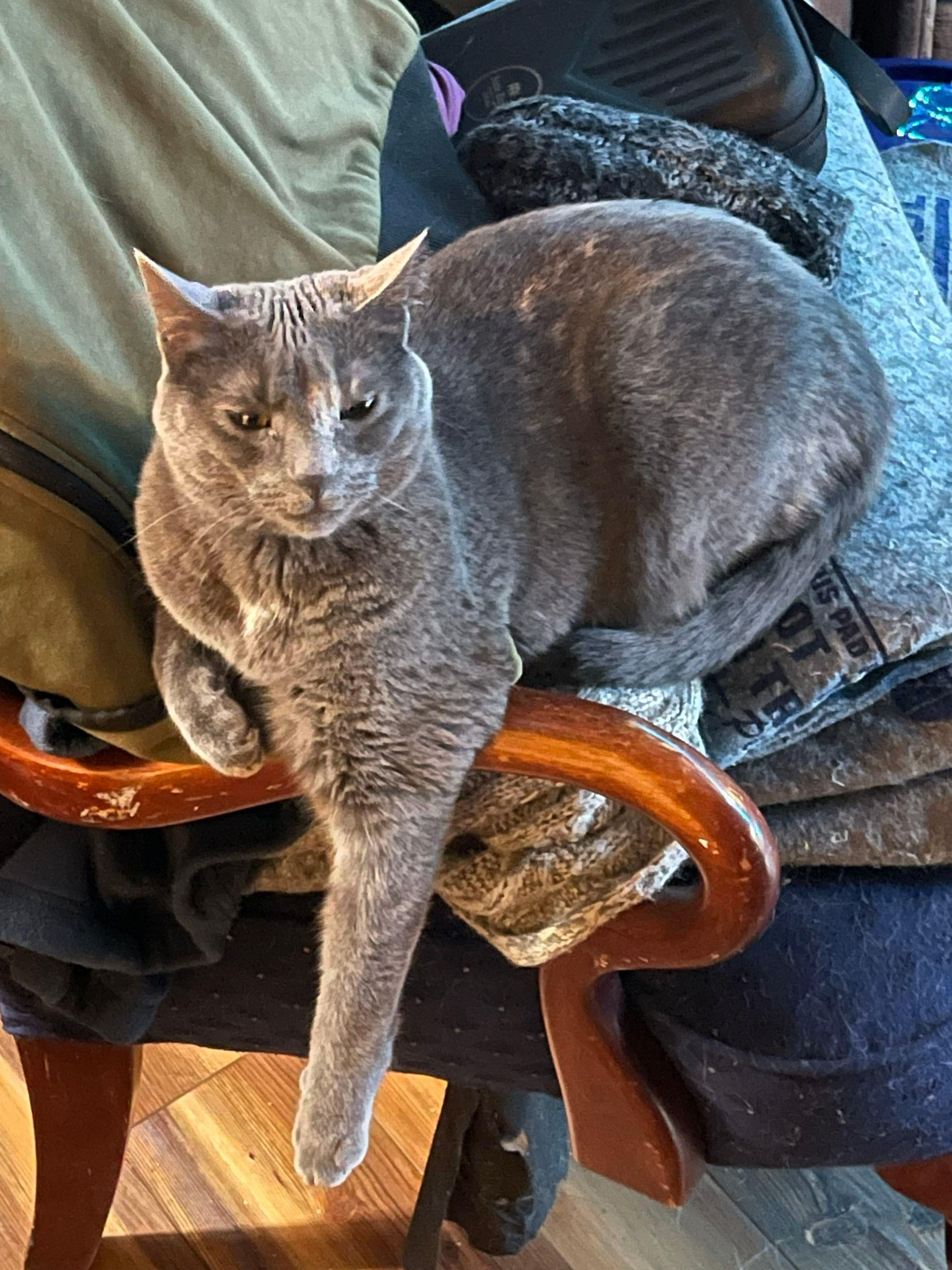 Gray cat lounging on a wooden chair with a blanket draped over it