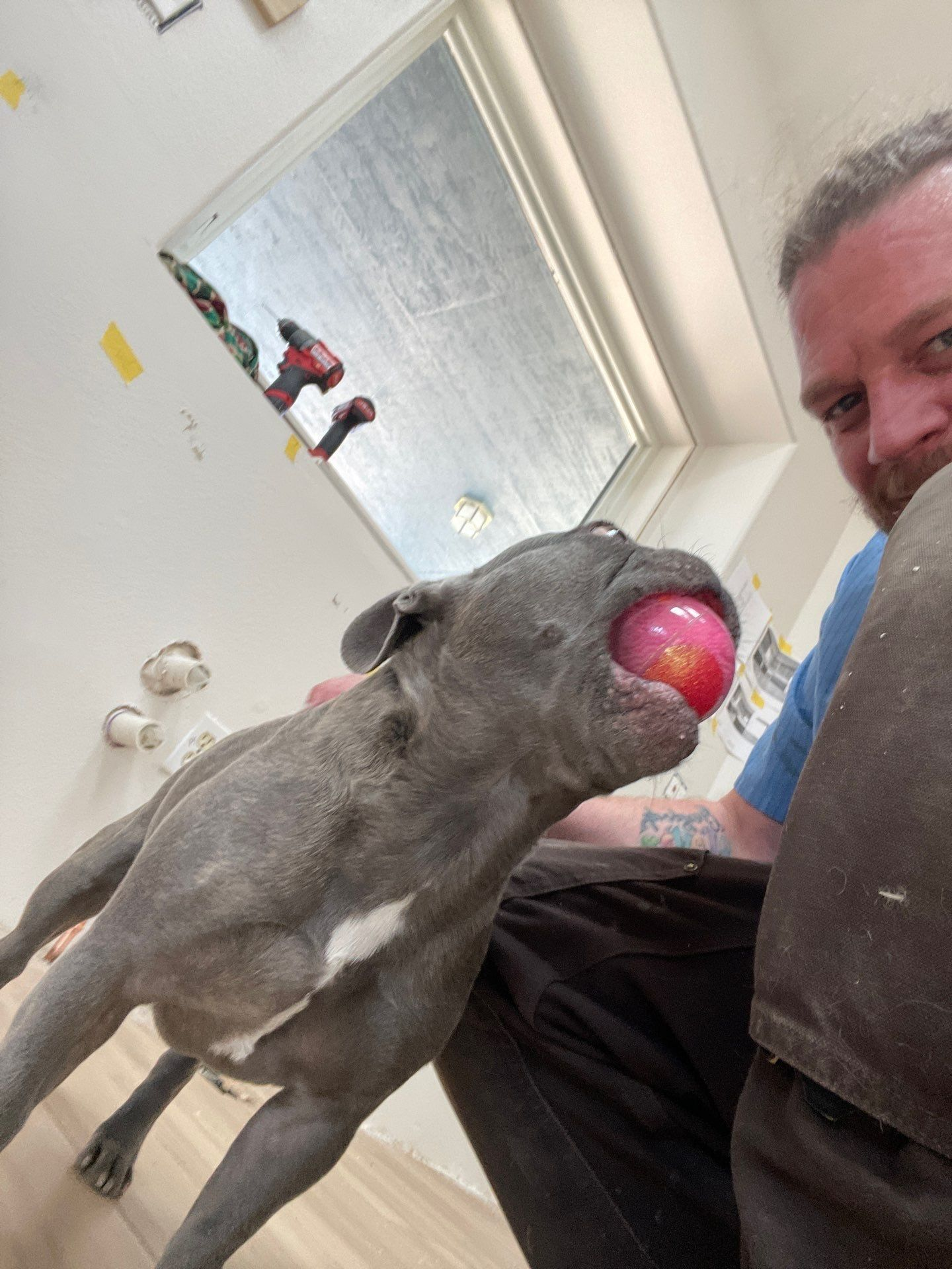 Gray dog holding a red ball beside a person indoors