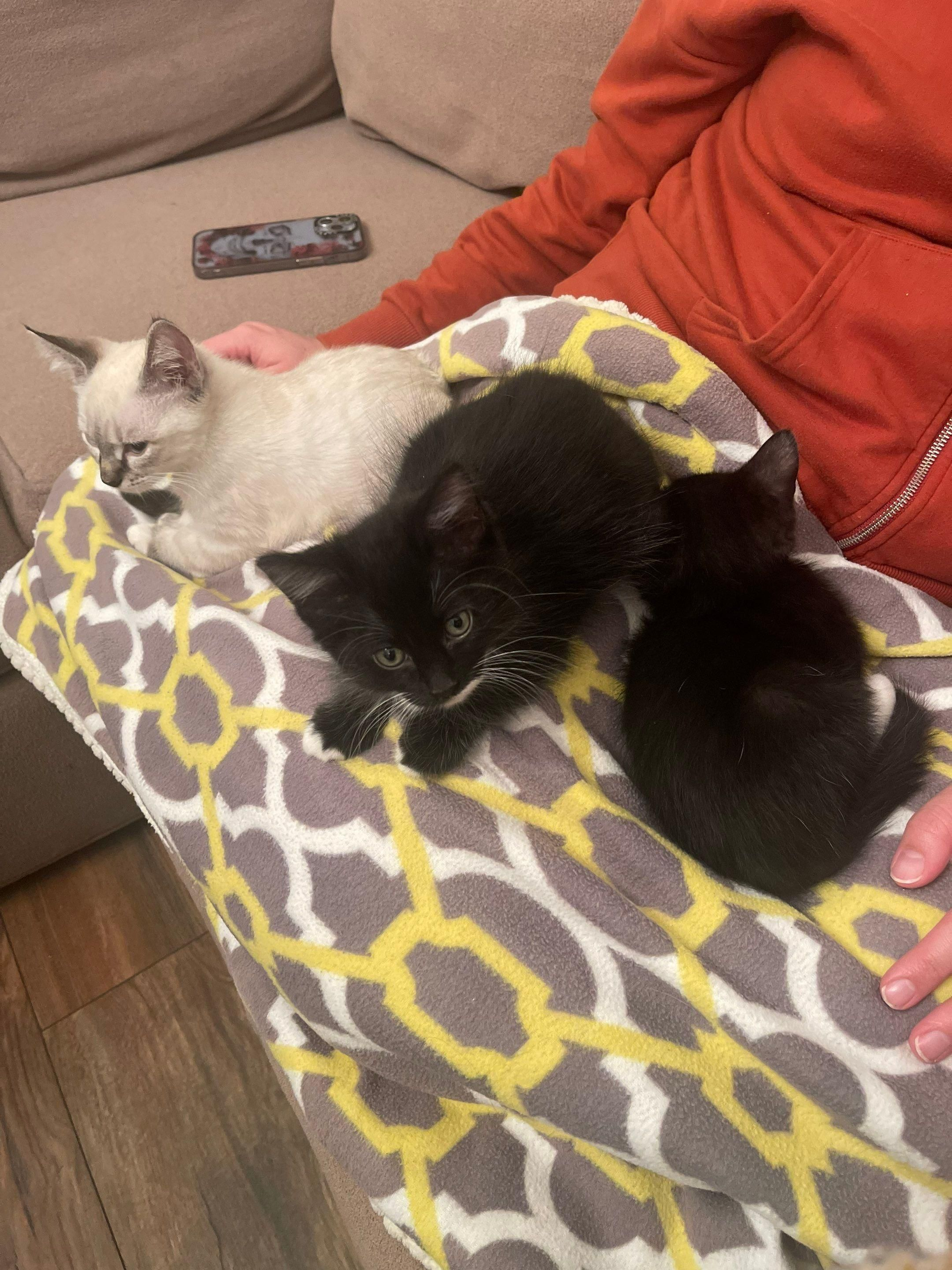 Two cats, one cream and one black, curled up on a gray-yellow blanket on a couch