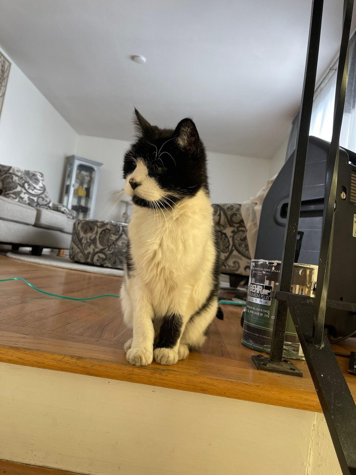 Black-and-white cat standing on a wooden floor in a living room, looking to the side.