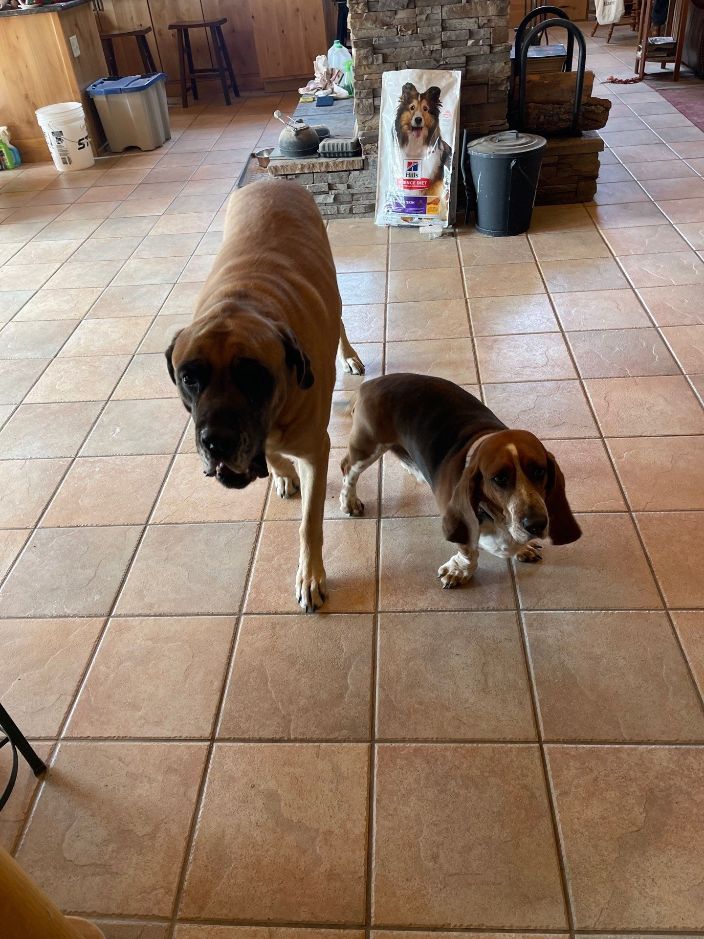 Two dogs standing on a tiled floor indoors, one large tan dog and one small brown-and-white dog.