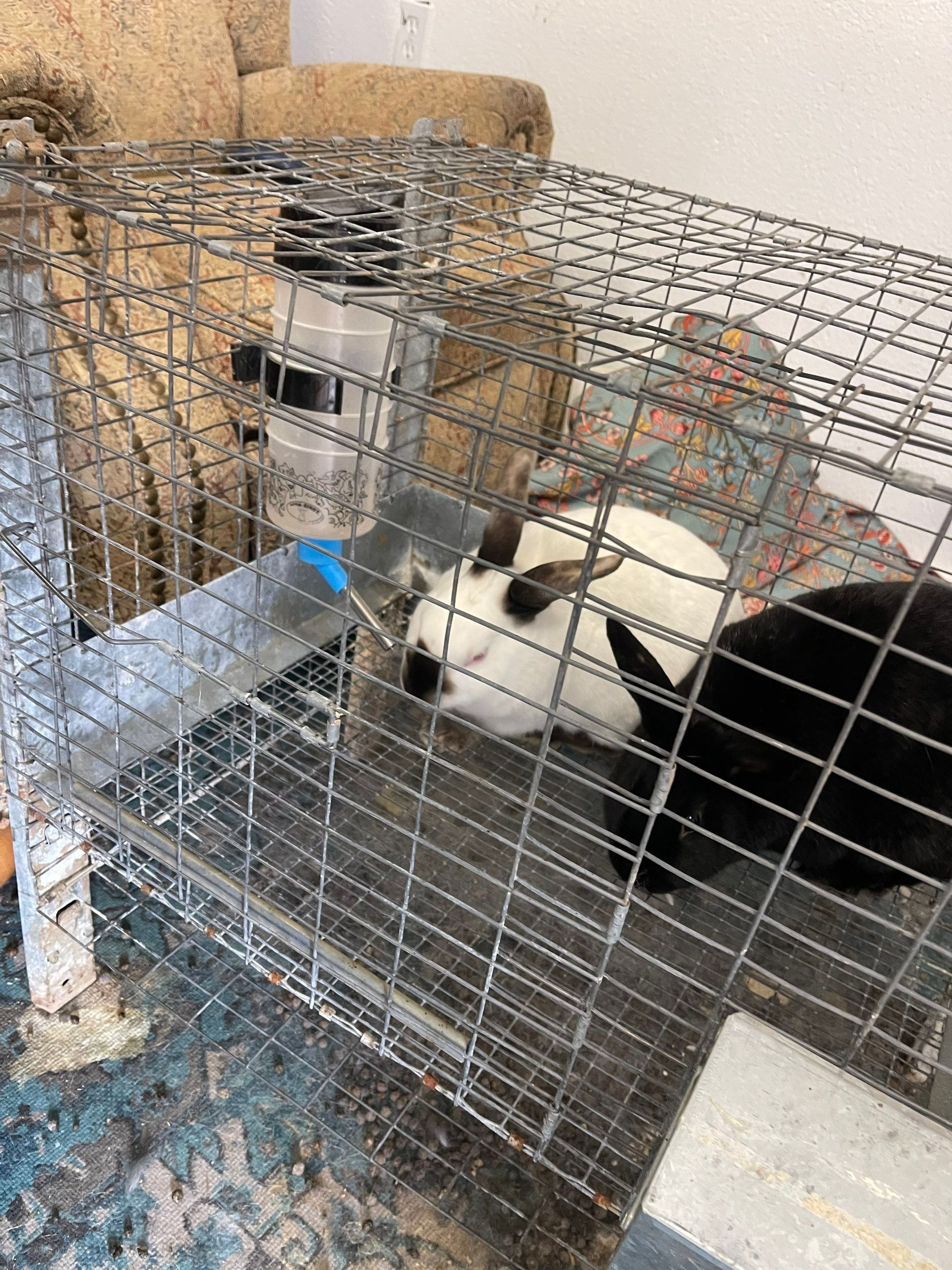Black-and-white rabbit resting in a wire cage with hay and a blue water bottle