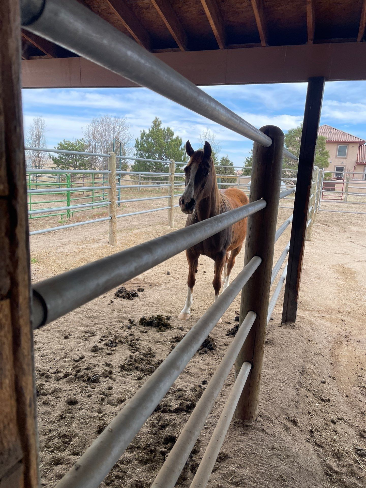 Brown horse standing in a dirt paddock behind metal rails under a covered shelter