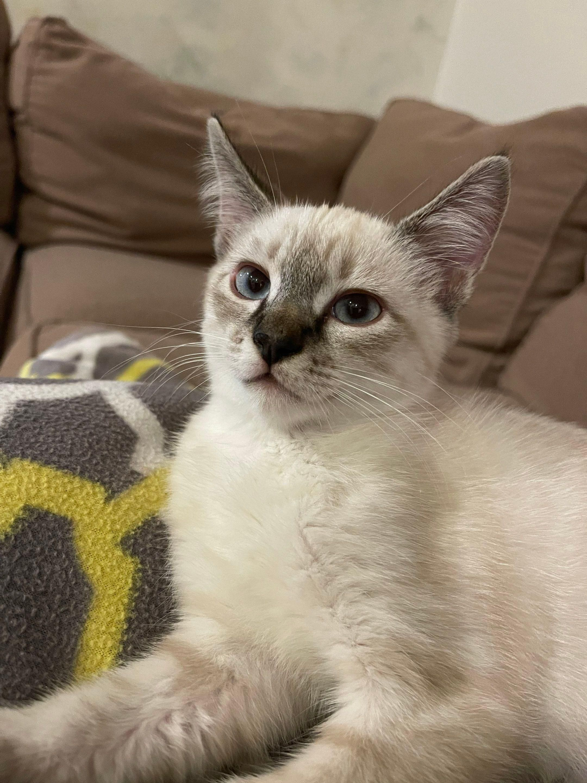 Cream-colored kitten with blue eyes lounging on a couch beside a patterned blanket