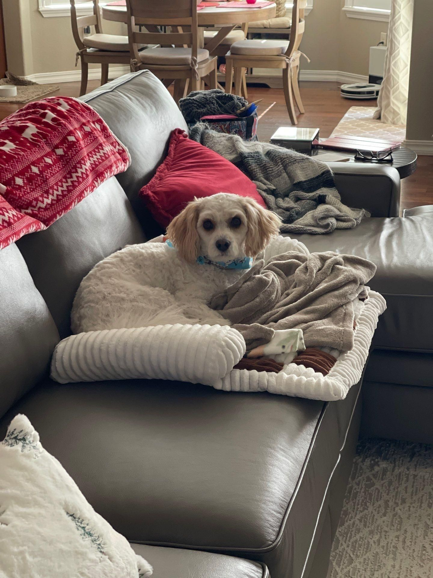 Small tan dog resting on a gray couch with blankets and red pillows in a living room.