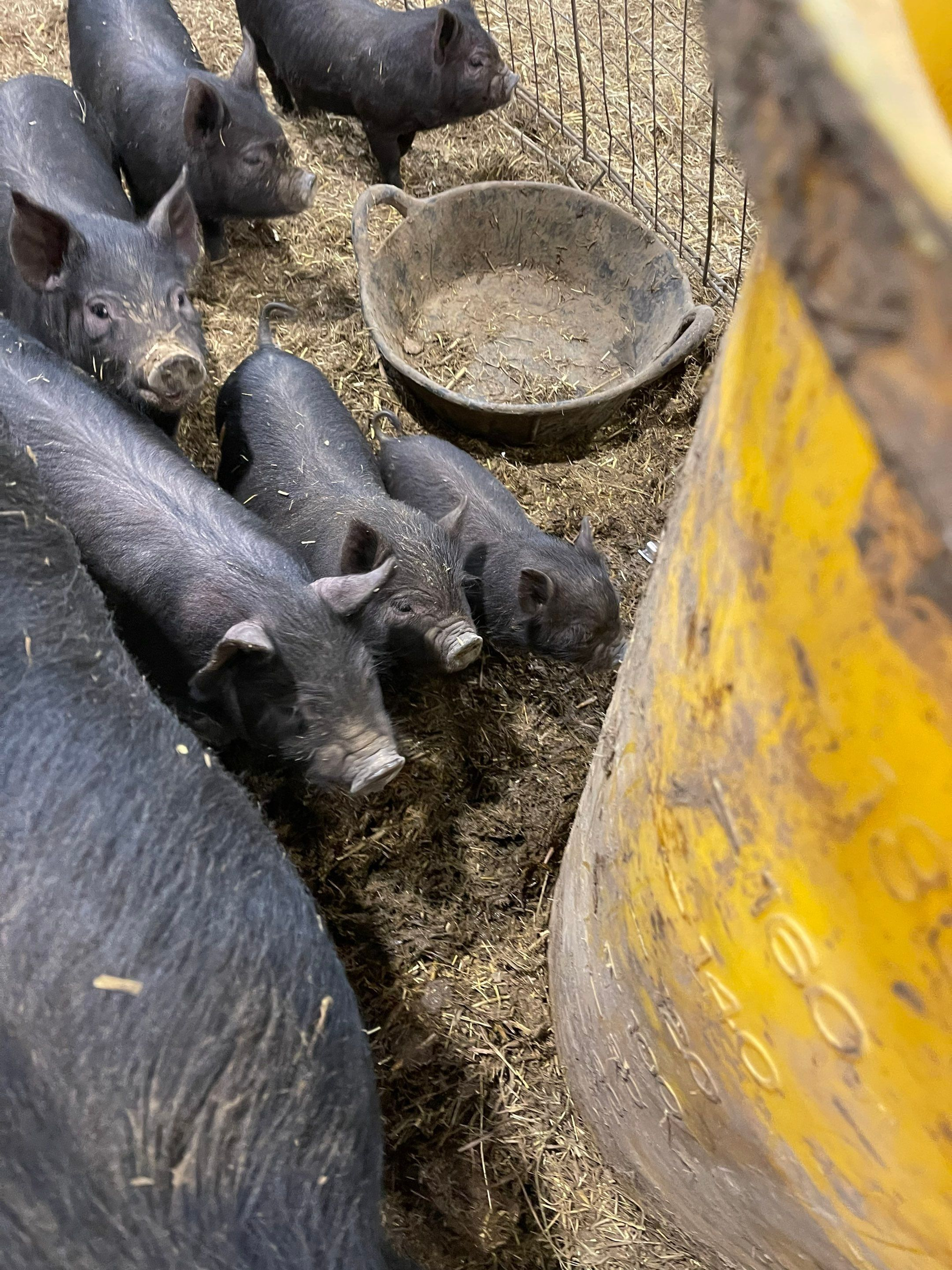 Black piglets crowd around a metal bowl beside a yellow feeder in a pen