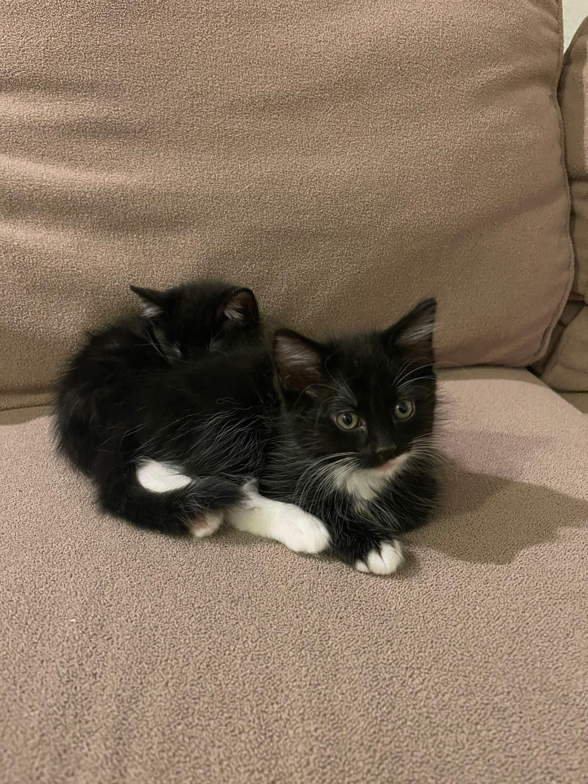 Two black-and-white kittens sitting on a beige couch cushion