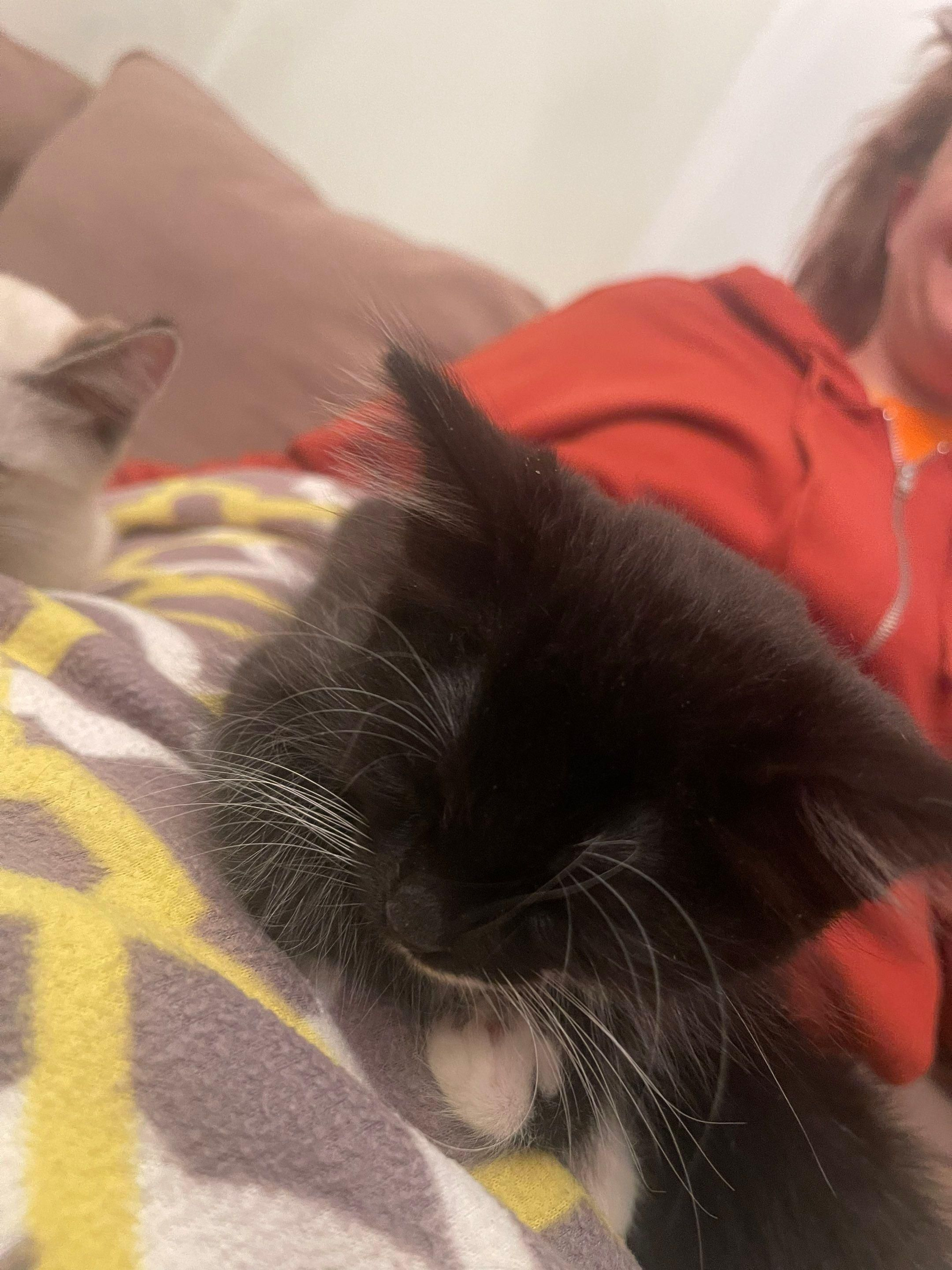 Black-and-white cat resting on a patterned blanket beside a person in a red hoodie
