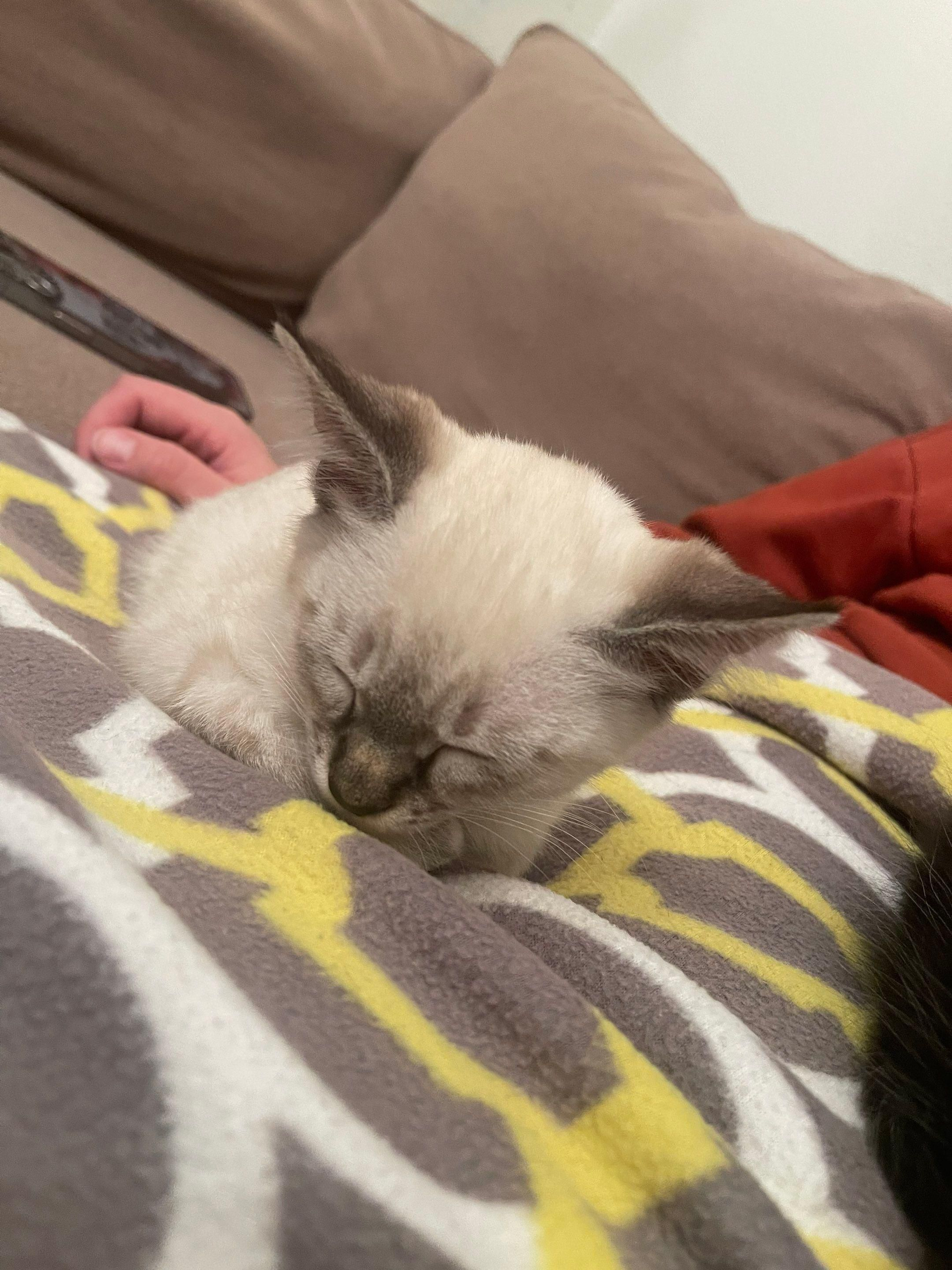 Sleeping Siamese cat curled up on a patterned blanket on a couch