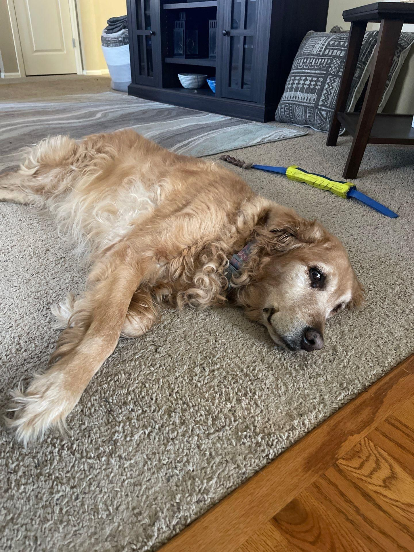 Golden retriever lying on a carpet beside a couch and toy in a living room.
