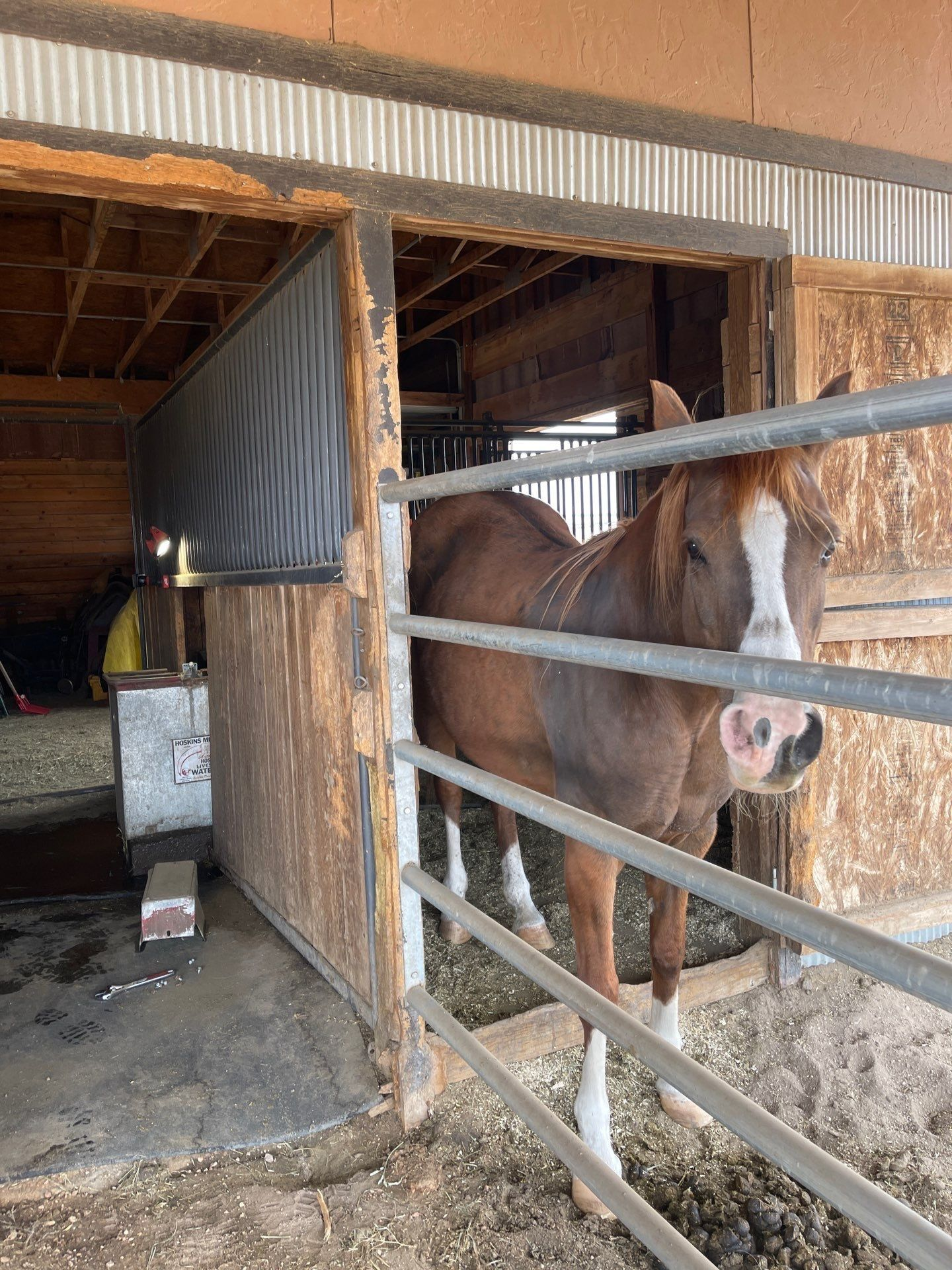 Brown horse standing in a barn stall behind metal rails, looking toward the camera.