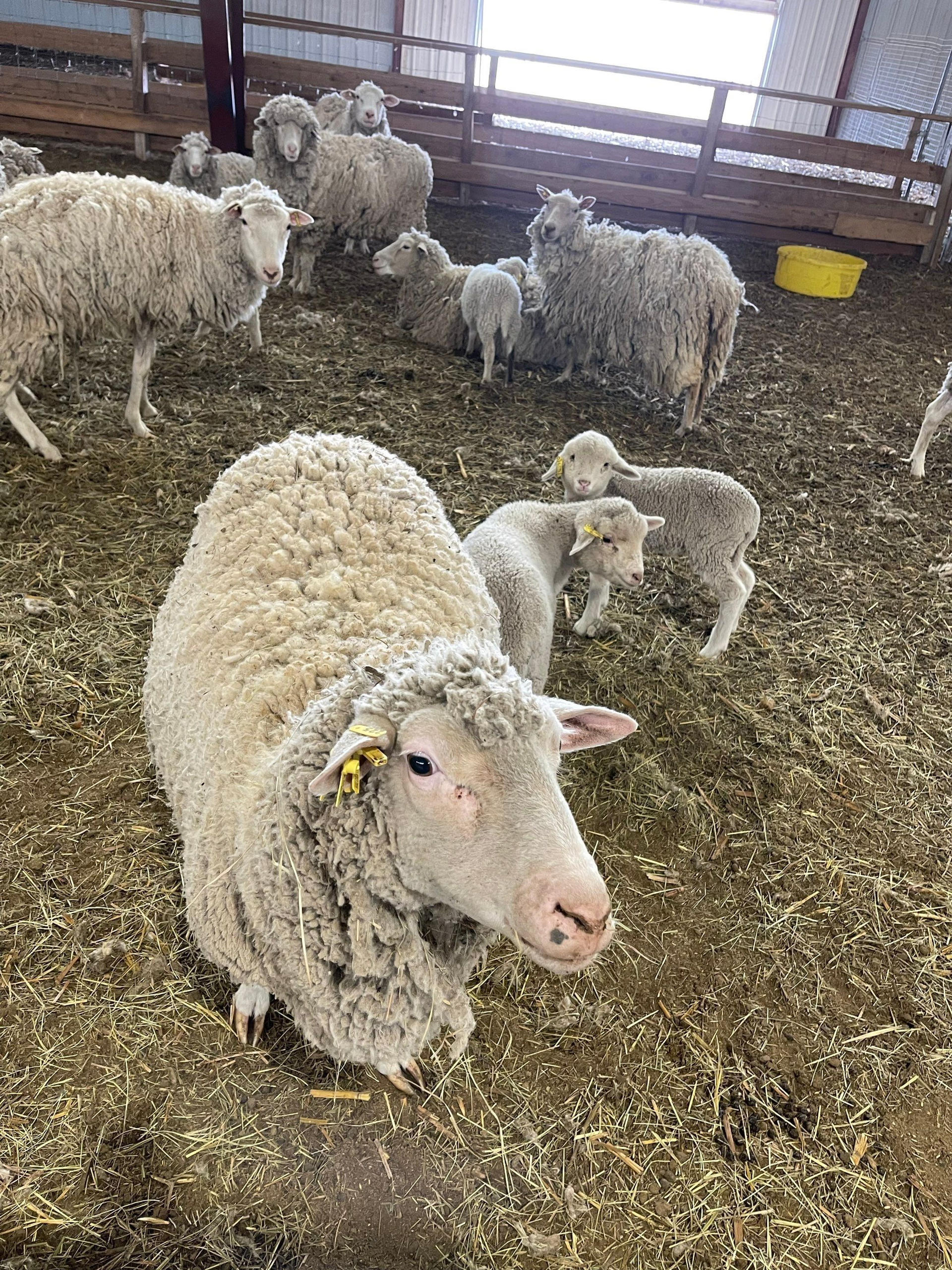 Sheep standing in a barn, including a close-up white sheep in the foreground.