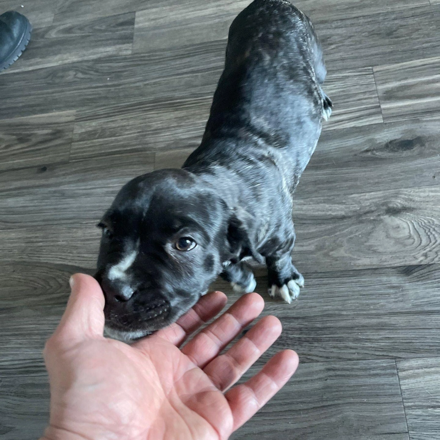 Small black puppy sniffing a hand on a wood floor
