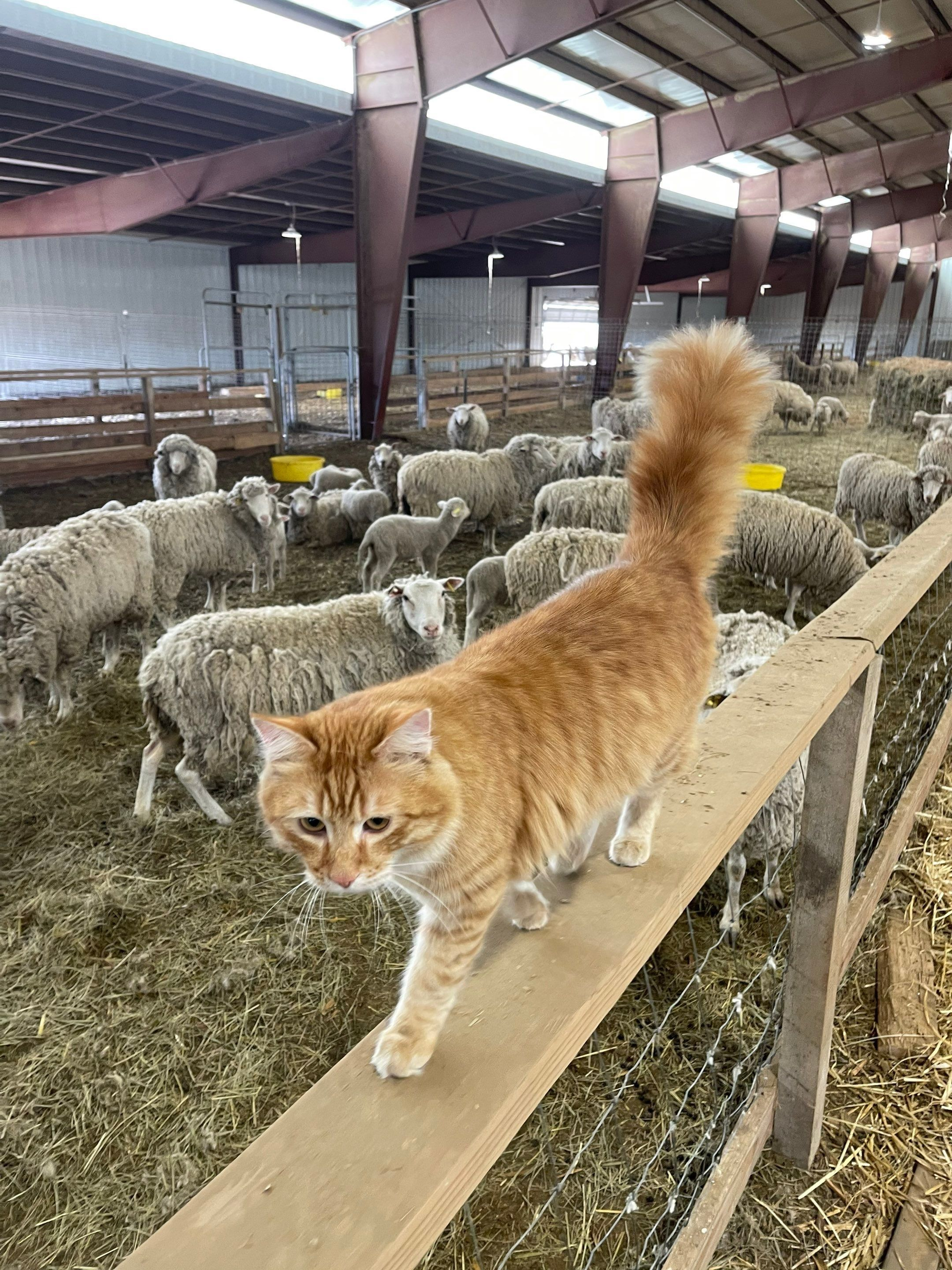 Orange cat walking on a wooden beam above sheep in a barn