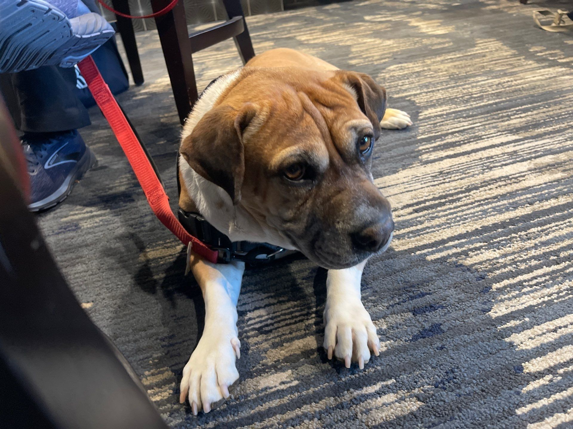 Brown-and-white dog on a red leash sitting on a patterned floor, looking down