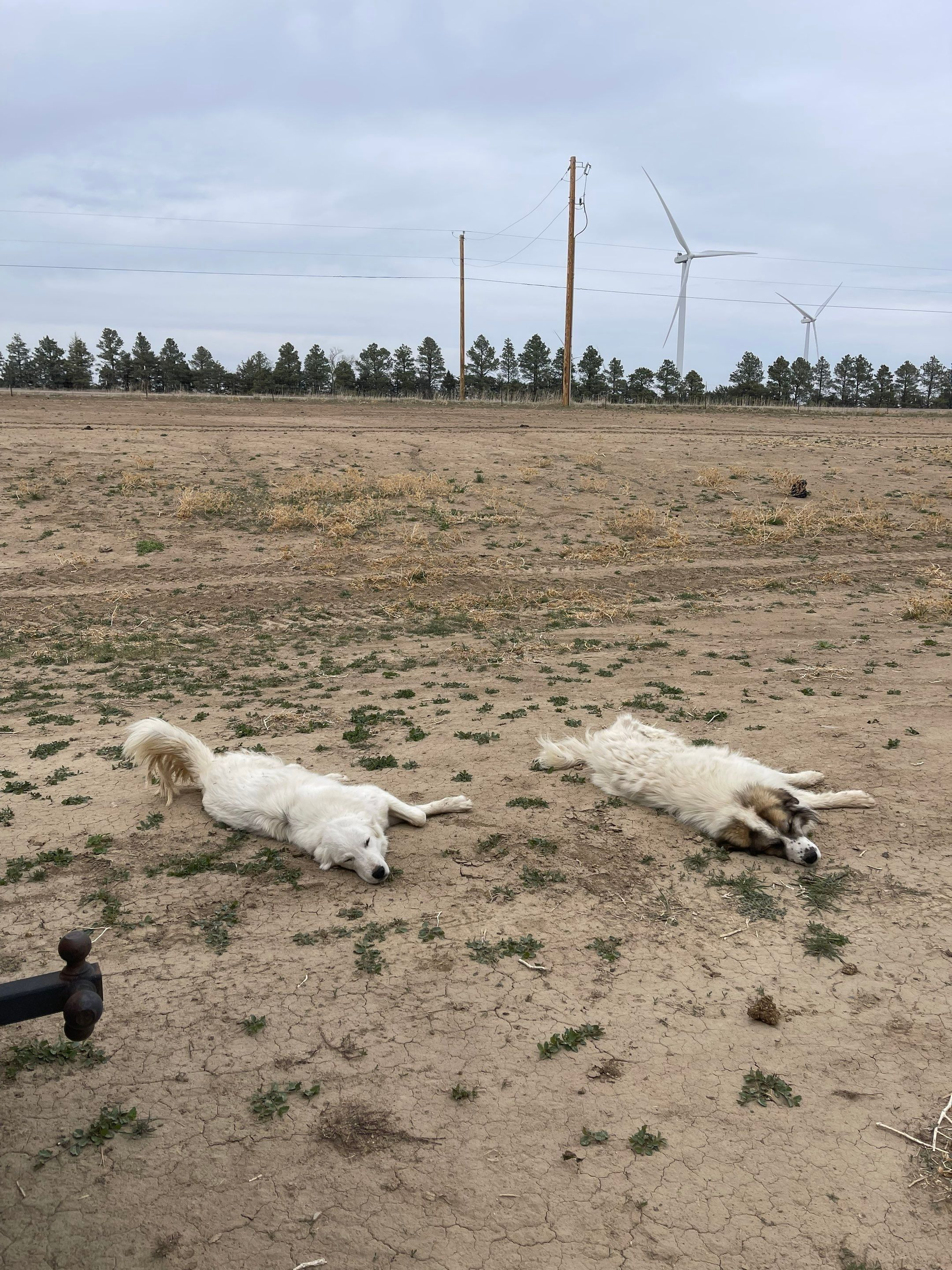 Two white dogs lying on a dry, sparse field under an overcast sky