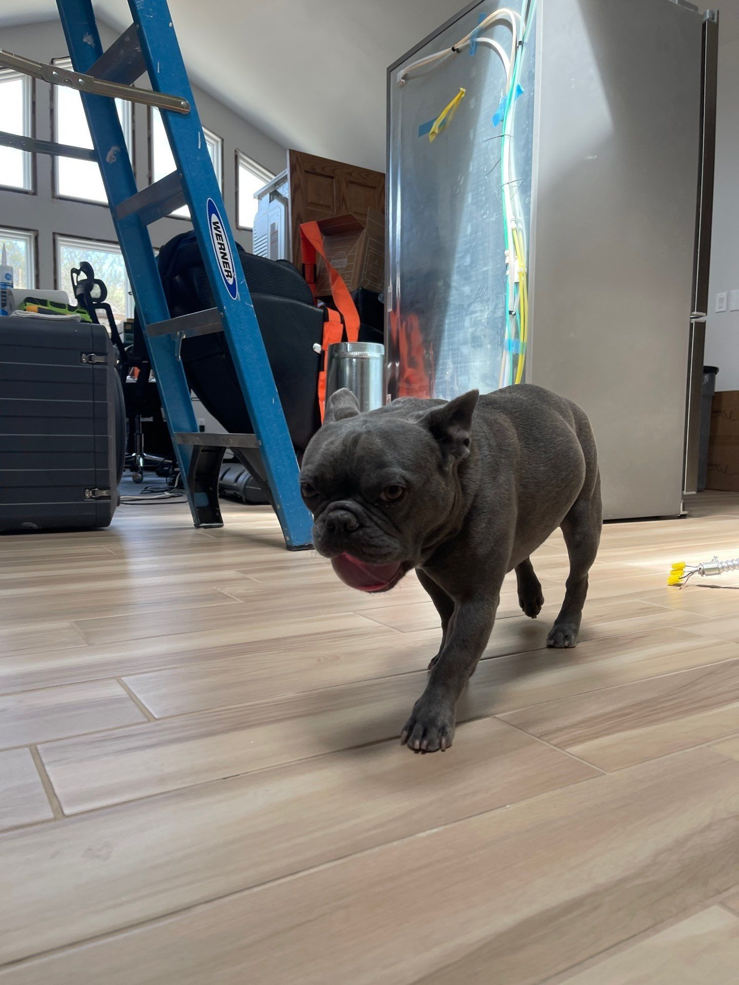 Small black dog walking indoors beside a blue ladder and gray cabinet, tongue out on a light wood floor