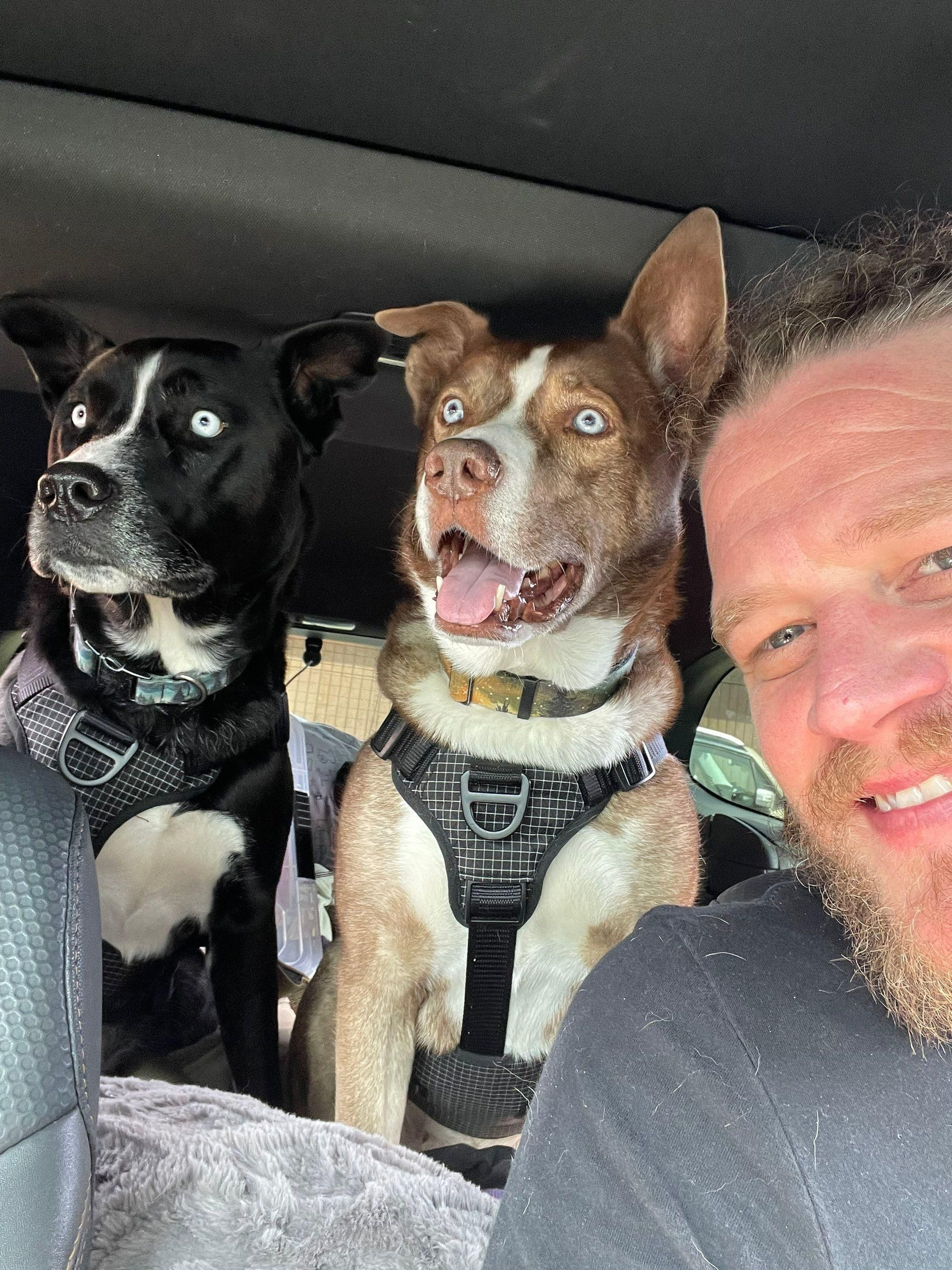 Two dogs in harnesses sit in a car beside a smiling man taking a selfie.