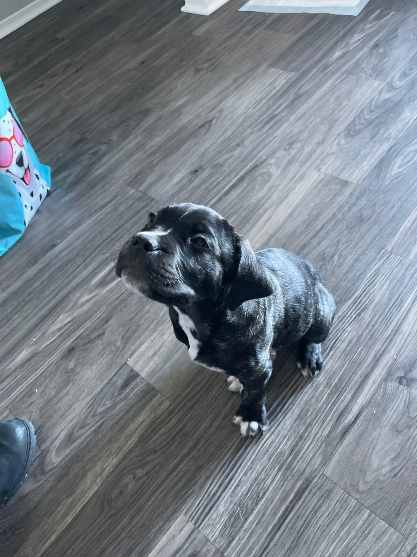 Small black and white dog sitting on a wood floor, looking up with a tilted head.