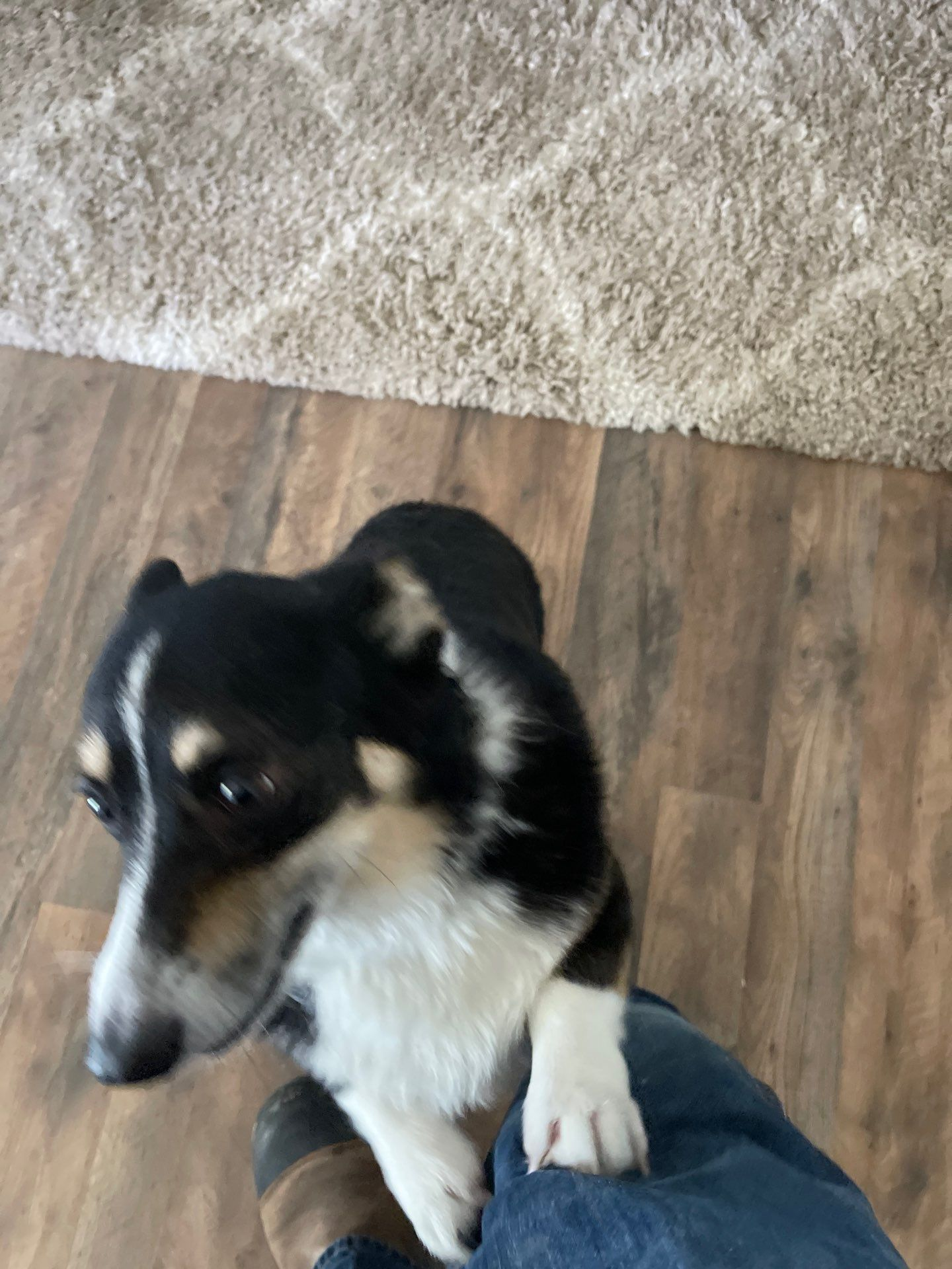 Small black-and-white dog looking up and standing on a person’s foot on a wood floor