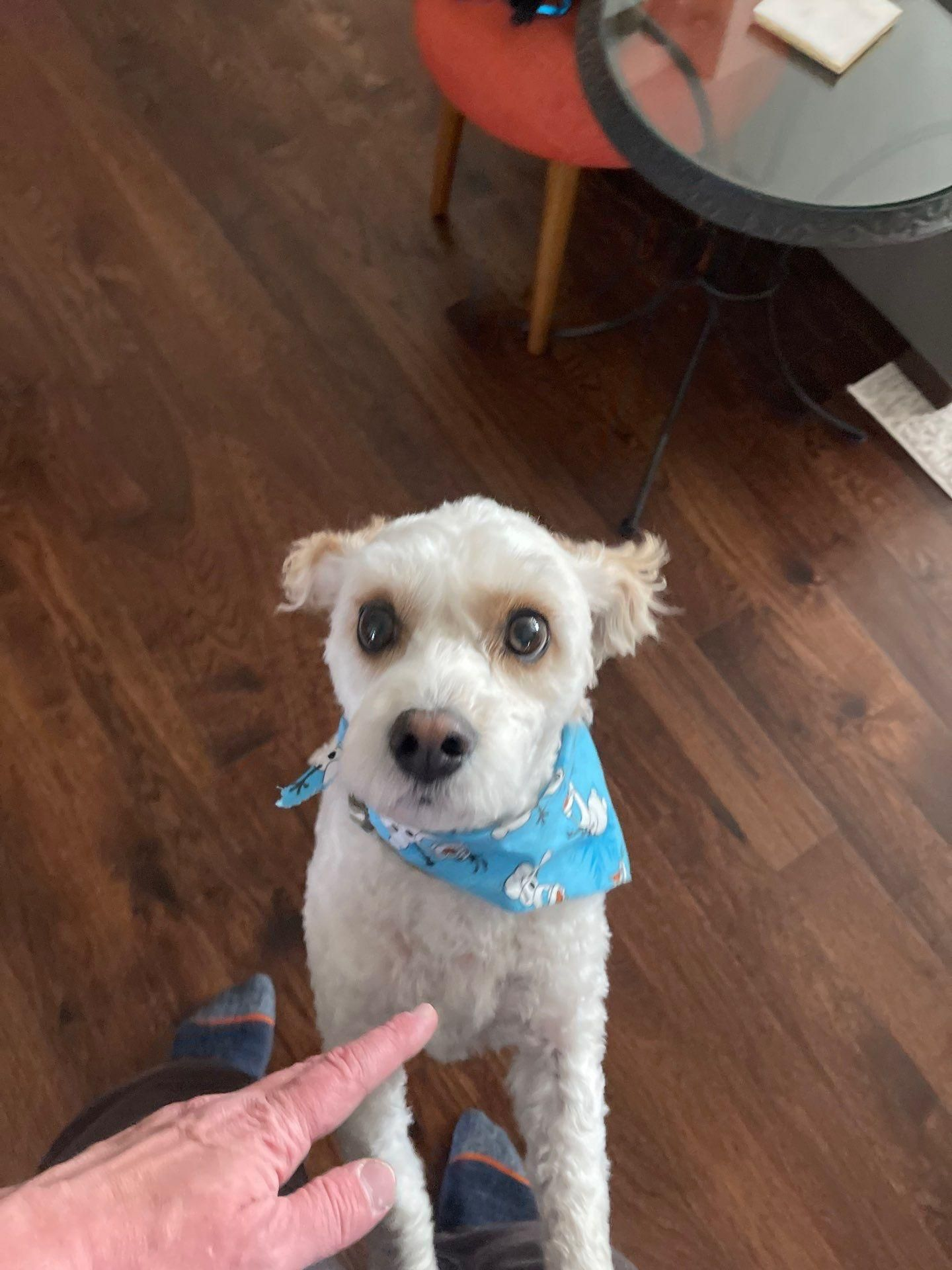 Small white dog in a blue bandana looking up indoors beside a pointing hand