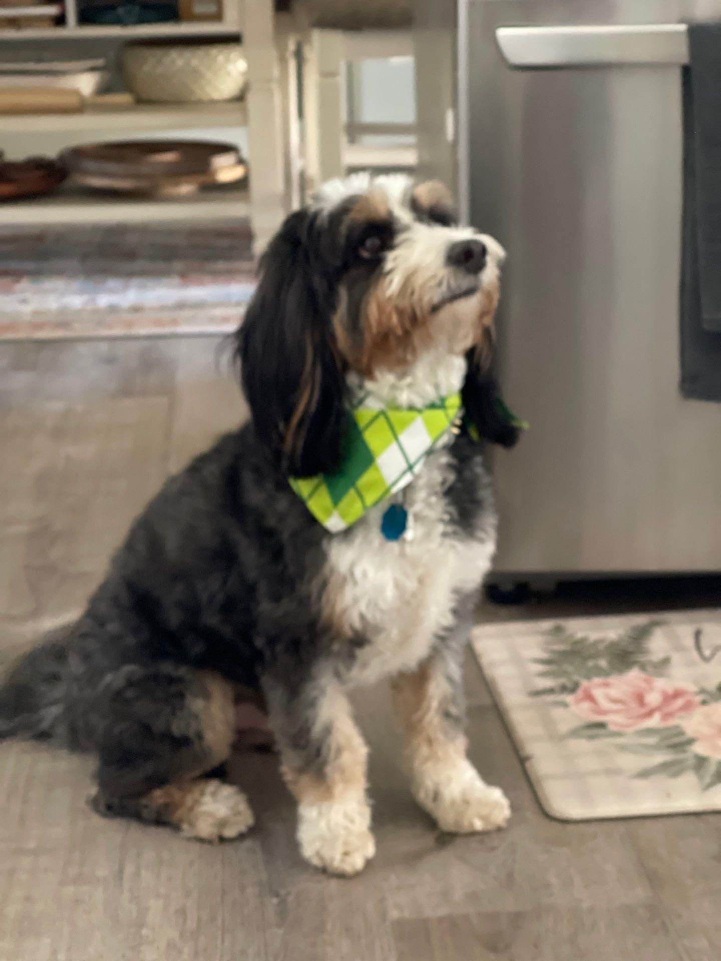 Small black-and-white dog wearing a green bandana sits on a kitchen floor looking left.
