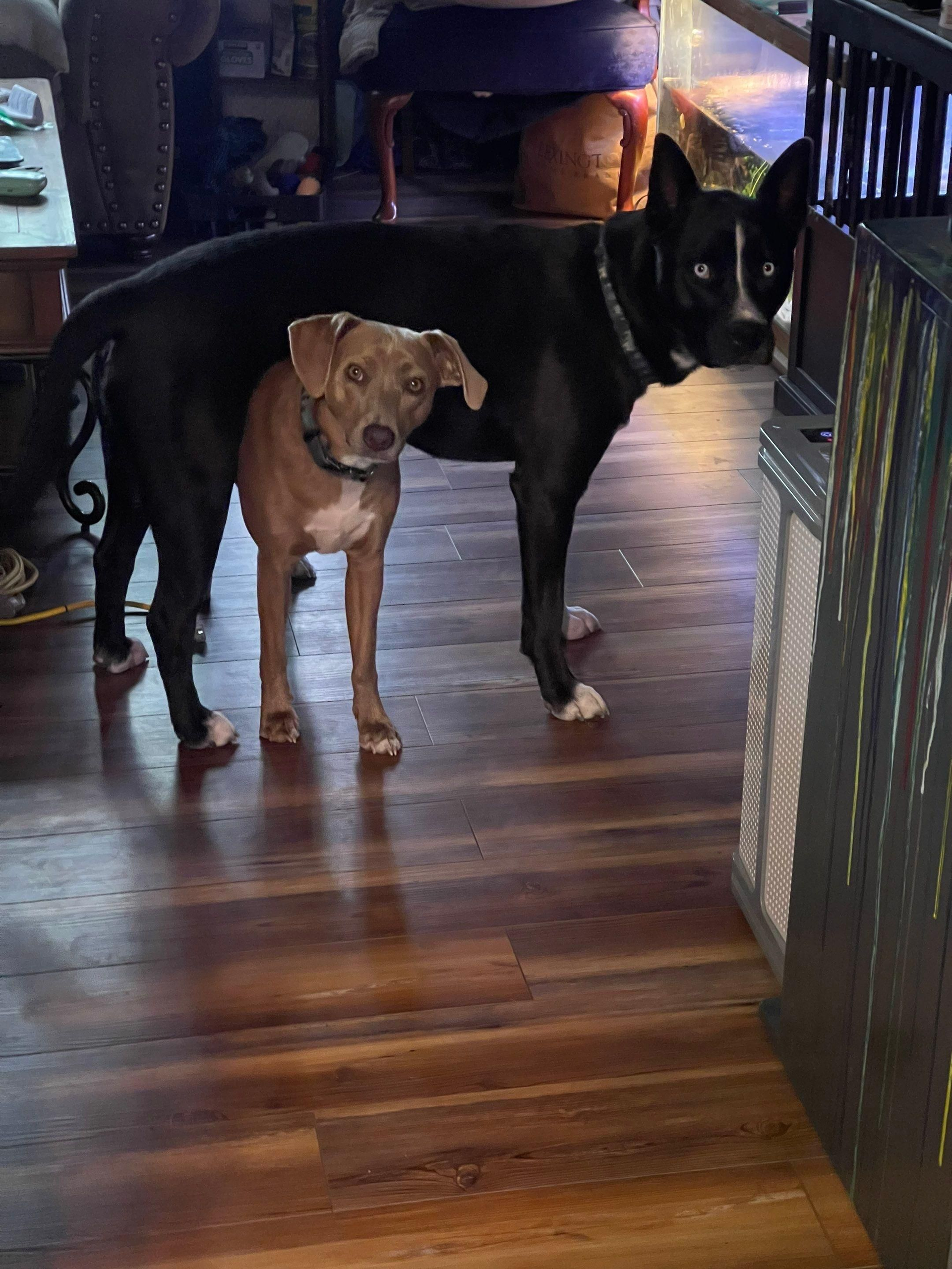 Two dogs standing on a hardwood floor indoors, one tan and one black, facing the camera.