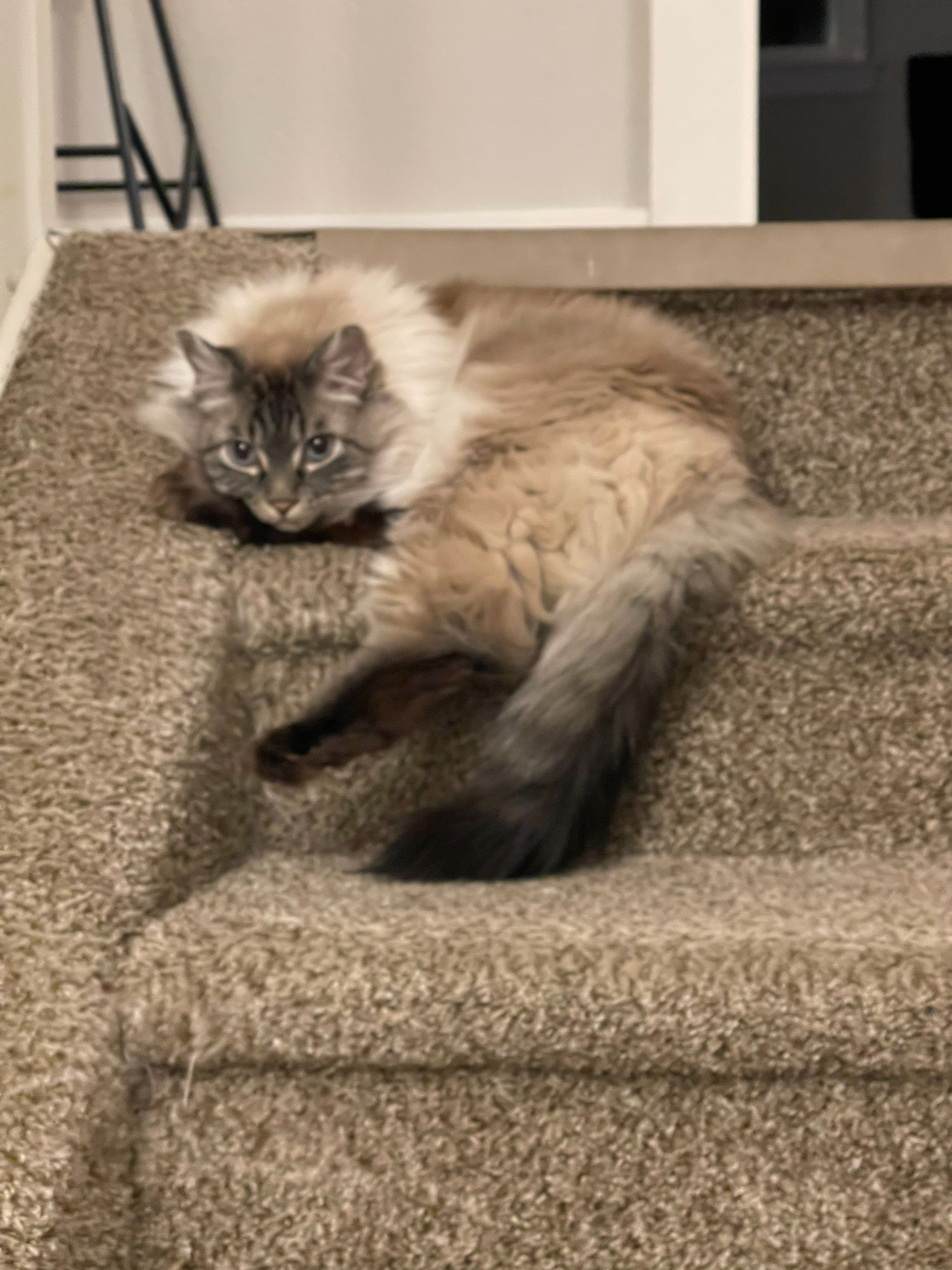Fluffy gray cat lounging on a carpeted stair, looking toward the camera