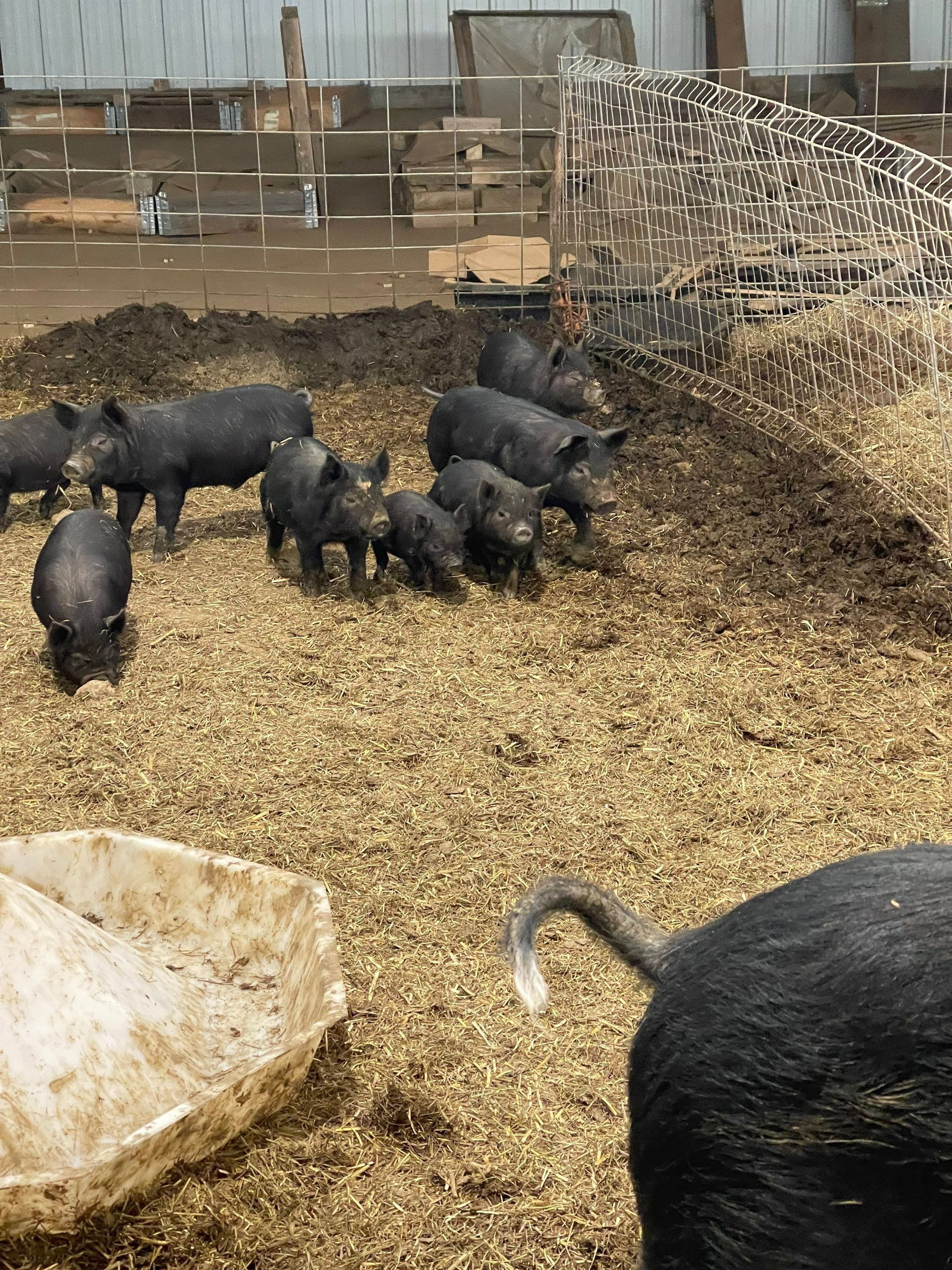 Several black piglets and a sow in a muddy pen with straw and a water trough