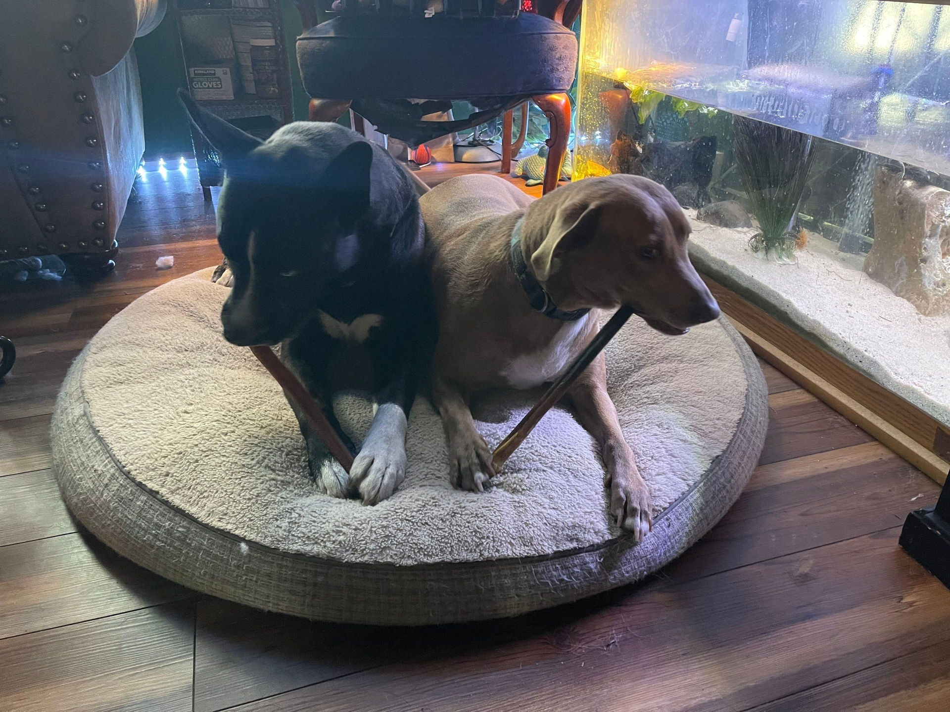 Two dogs cuddled on a round beige bed by a window, one black-and-tan and one brown.