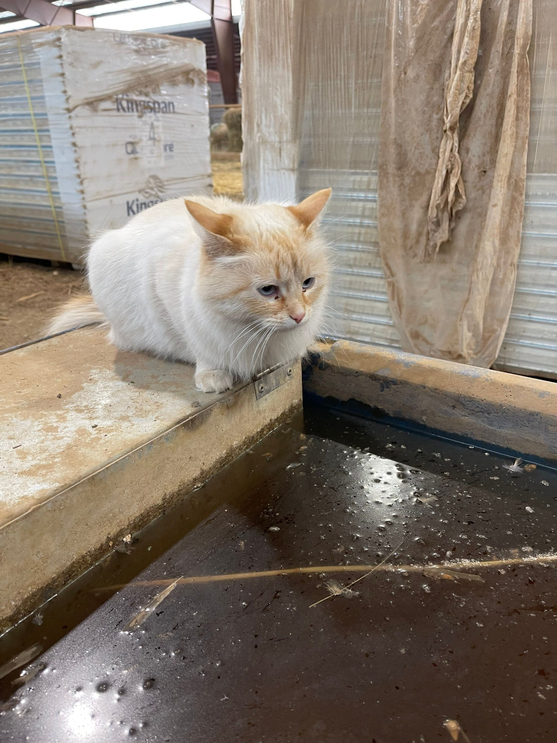 Fluffy cream-colored cat sitting on a wet concrete ledge beside a pool or drain.