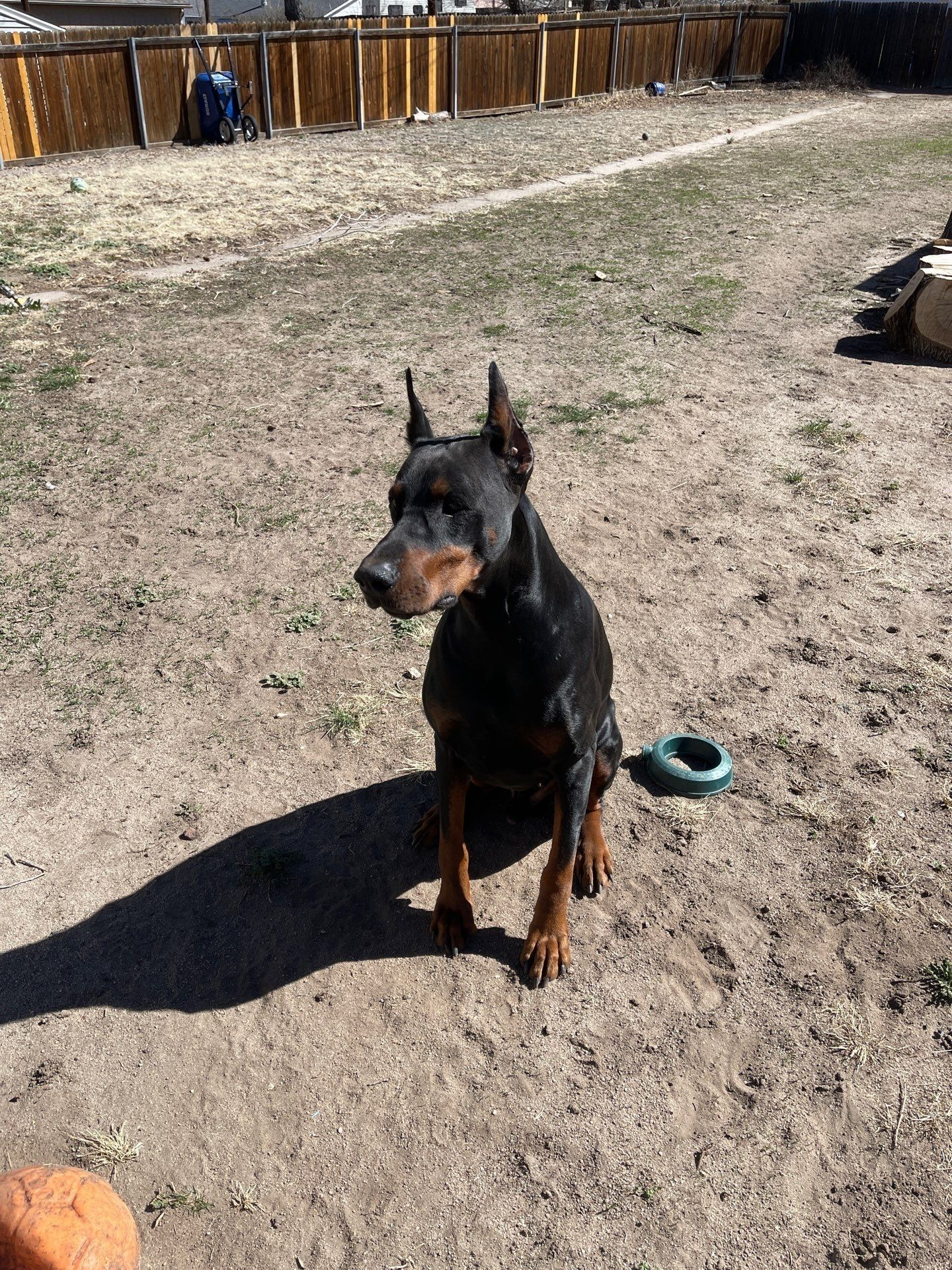 Black and tan Doberman sitting in a sunny backyard near a fence and green toy bowl.