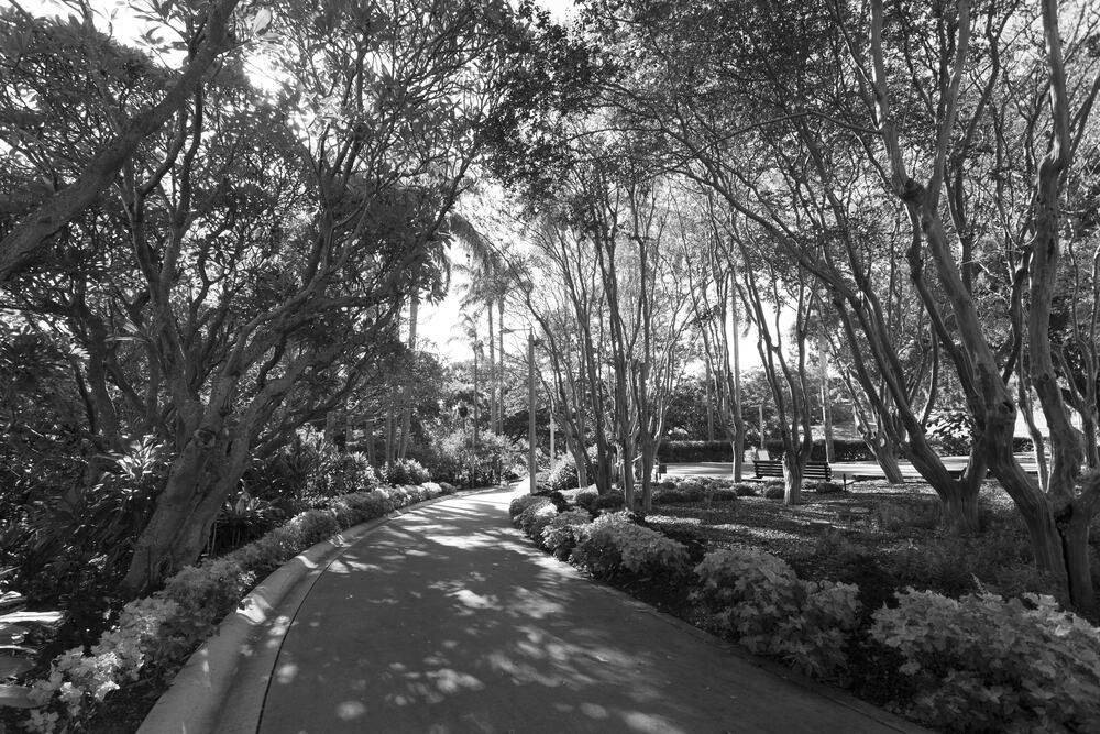 Curved paved path through a sunny landscaped garden with trees, shrubs, and flowers - ev law in Bundall, QLD