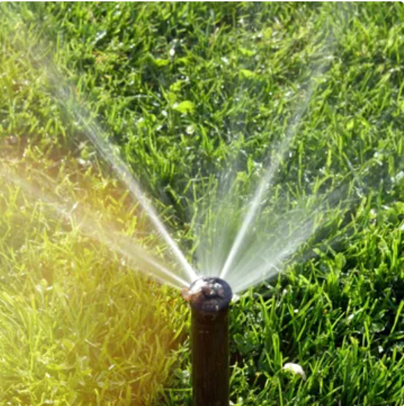 A close-up of a pop-up lawn sprinkler head spraying streams of water over green grass in bright sunlight.