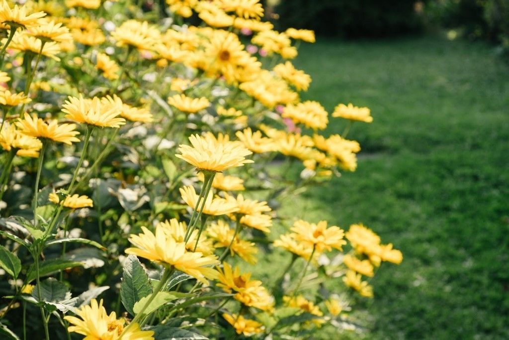 Garden Flowers — Lisle, IL – Jim Dhamer Plumbing and Sewer, Inc.