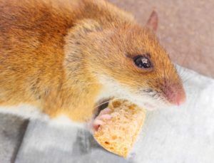 Rodent Eating Bread Crumb — Lisle, IL – Jim Dhamer Plumbing and Sewer, Inc. Rodent Eating Bread Crumb — Lisle, IL – Jim Dhamer Plumbing and Sewer, Inc.