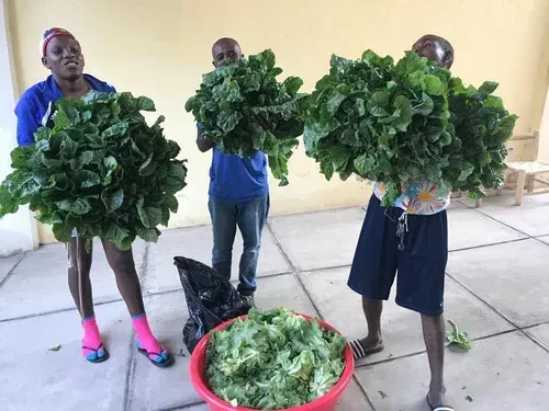 Three people holding large leafy greens beside a bowl of harvested leaves outdoors
