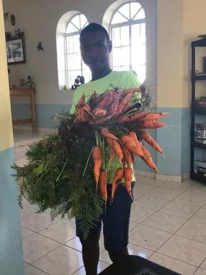 Person holding large bunches of carrots and leafy greens indoors near arched windows.