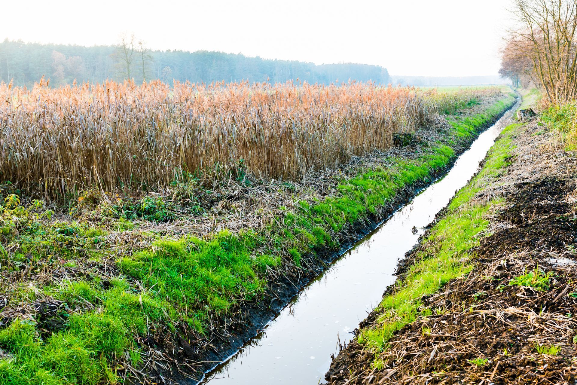 A long, narrow canal of water running through a field, with tall crops on one side and grass on the other.