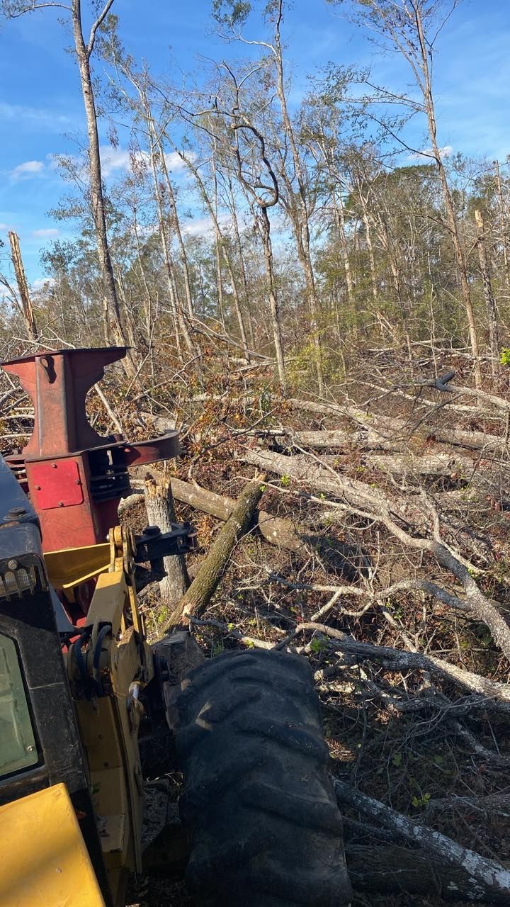 A yellow forestry machine operates in a clearing, processing fallen branches and debris amidst a wooded area.