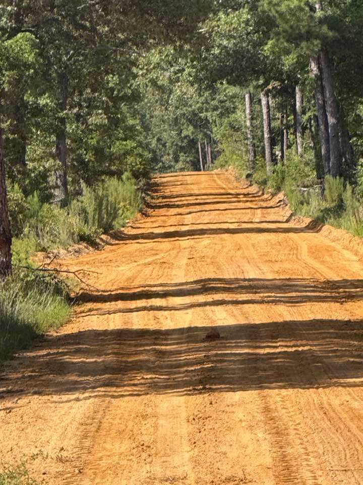 A dirt road stretches into a wooded area, with tire tracks visible in the orange soil under dappled sunlight.