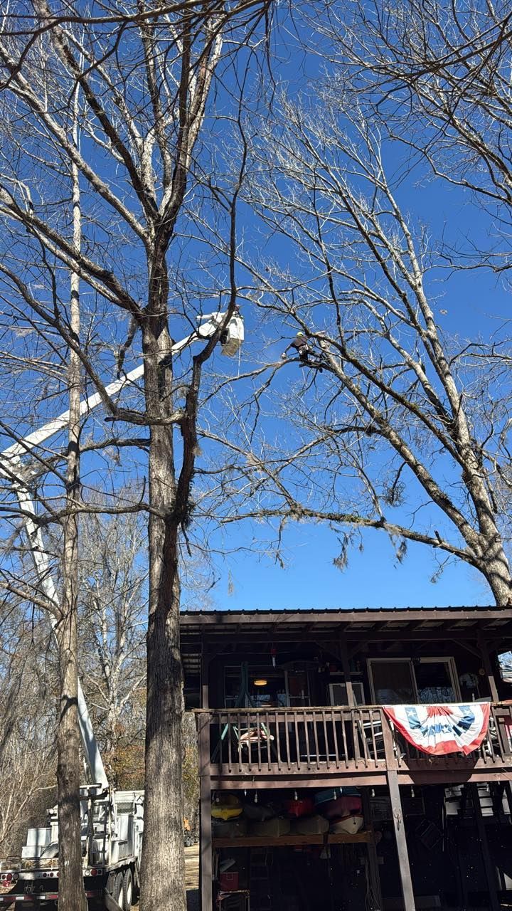 A bucket truck worker trims branches from a tall, leafless tree next to a wooden deck on a sunny day.